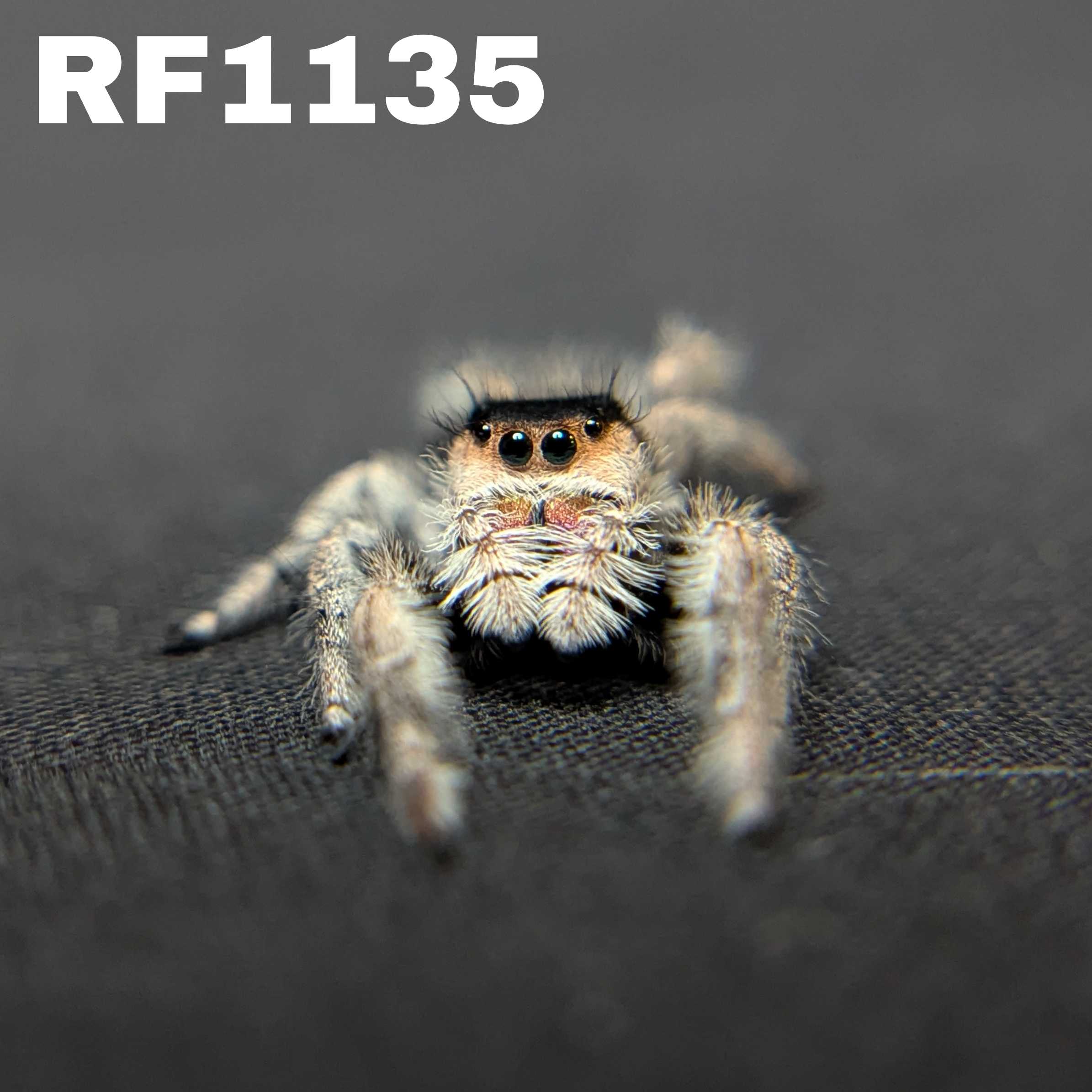 Regal Jumping Spider "Chococream"