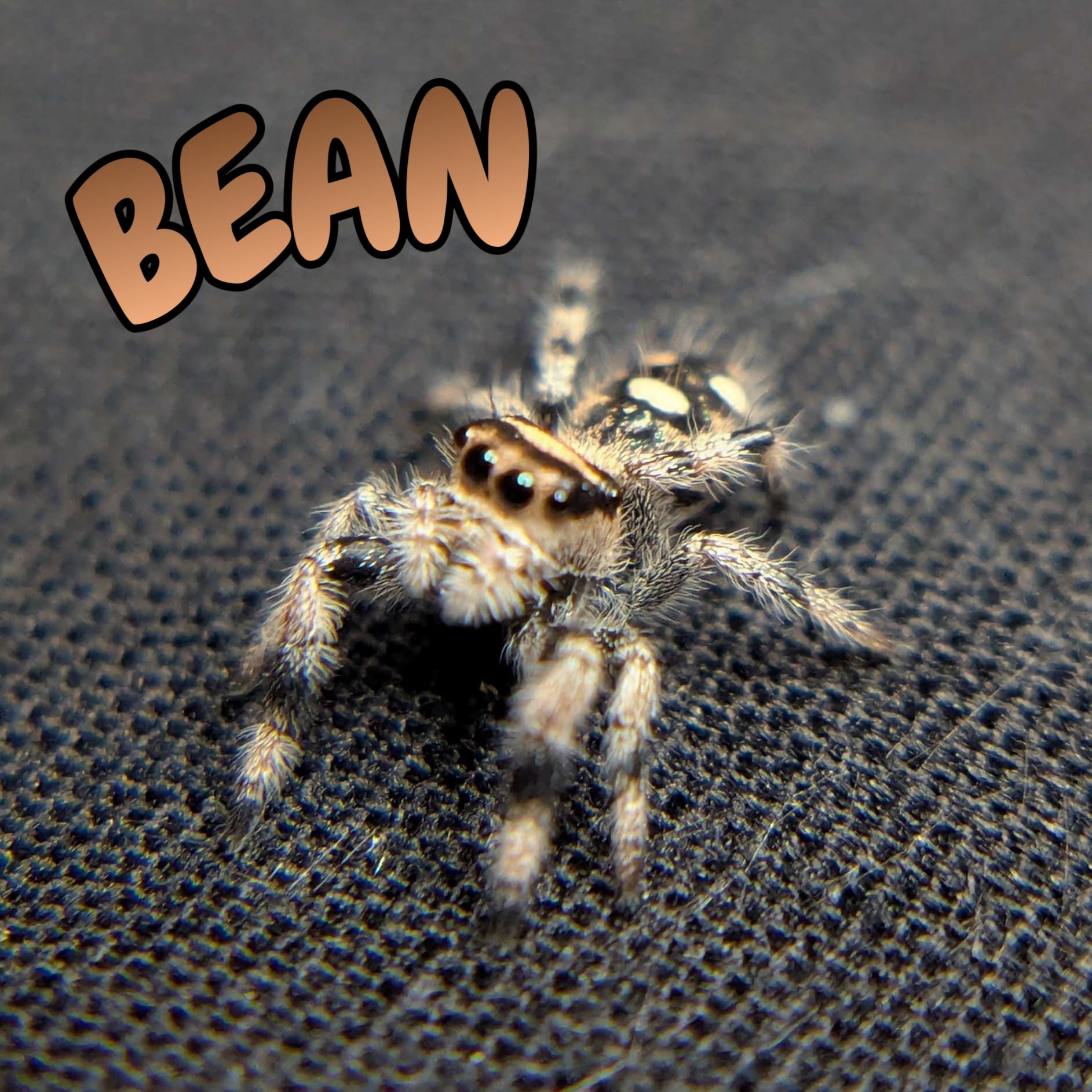 Regal Jumping Spider "Bean"