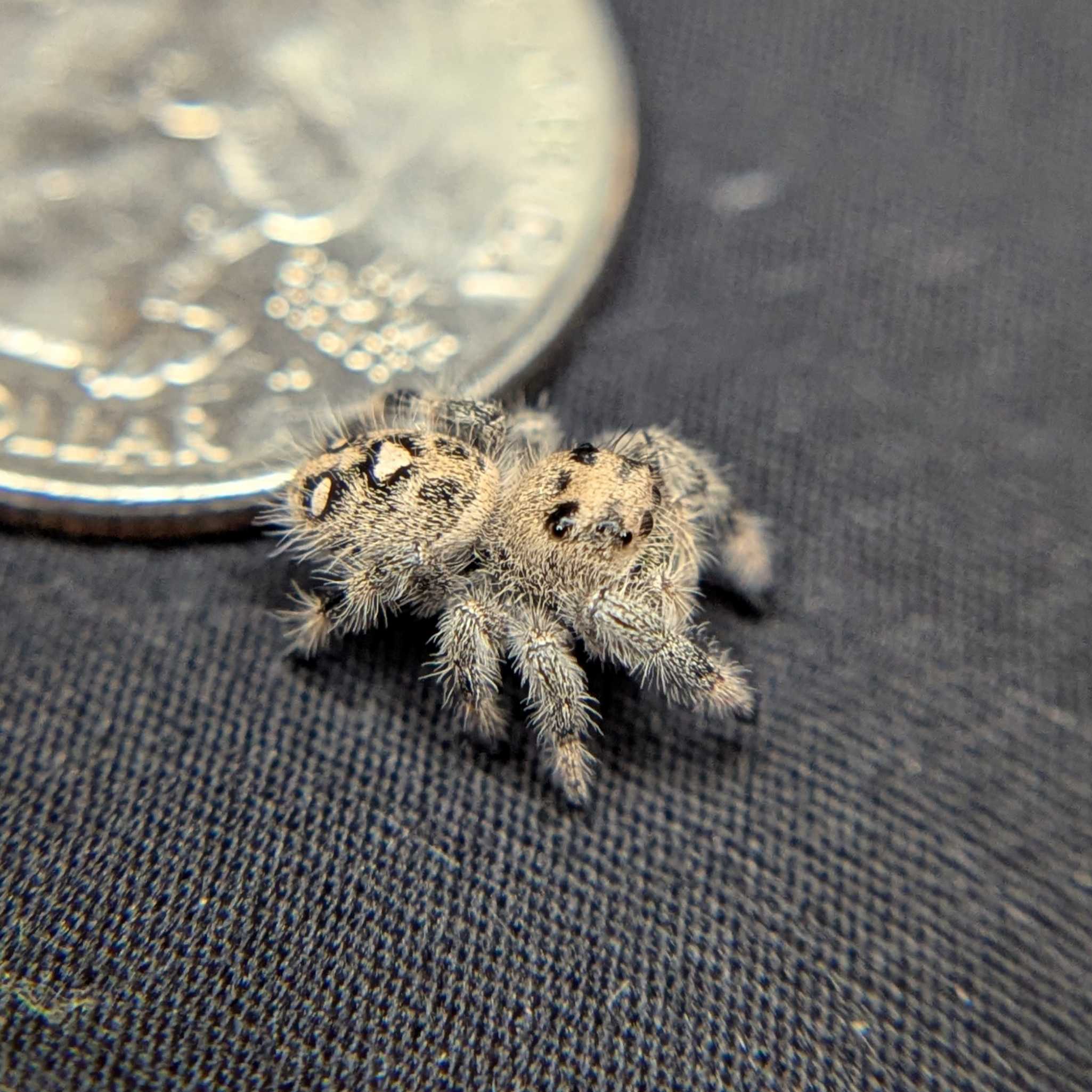 Regal Jumping Spider "Sandy"