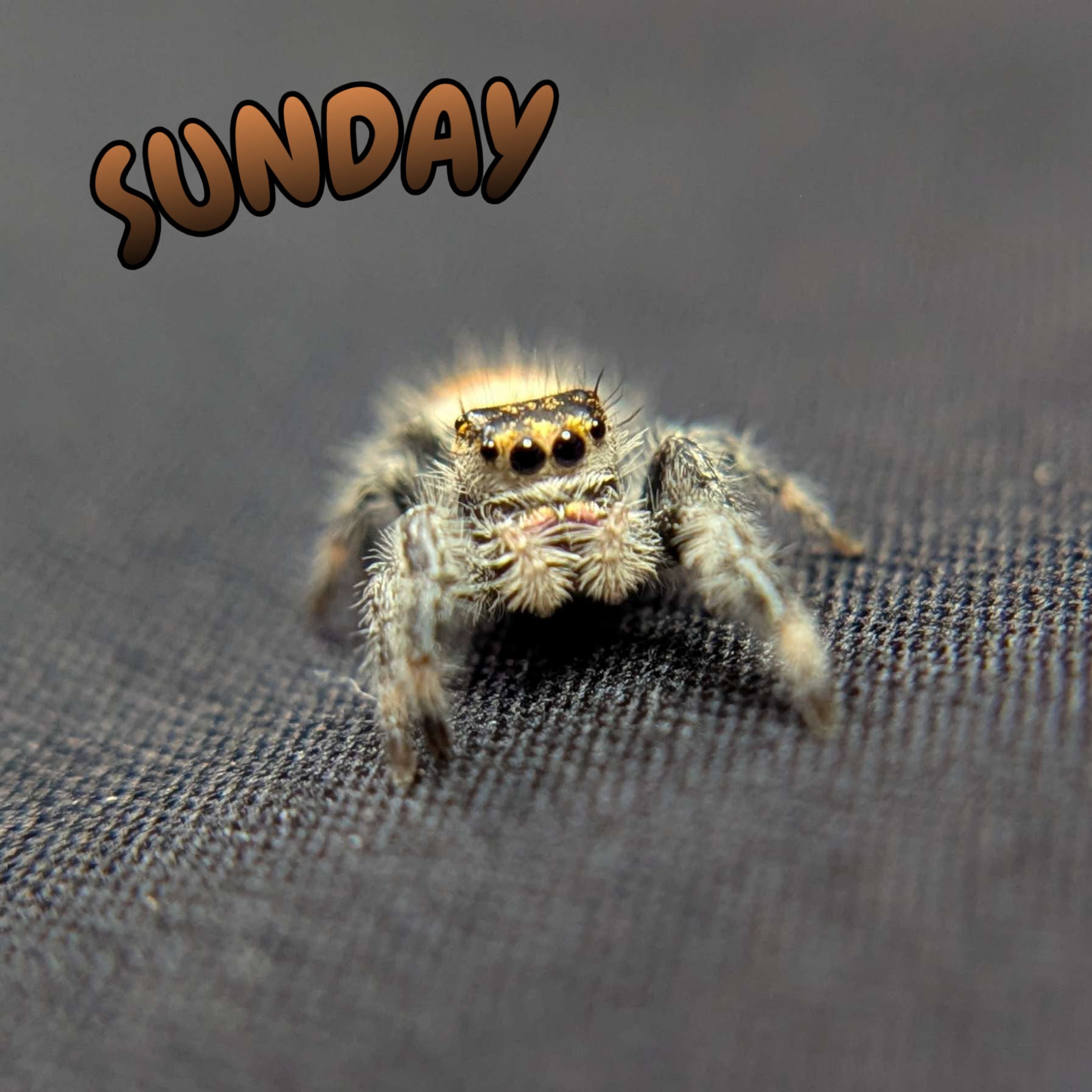 Regal Jumping Spider "Sunday"