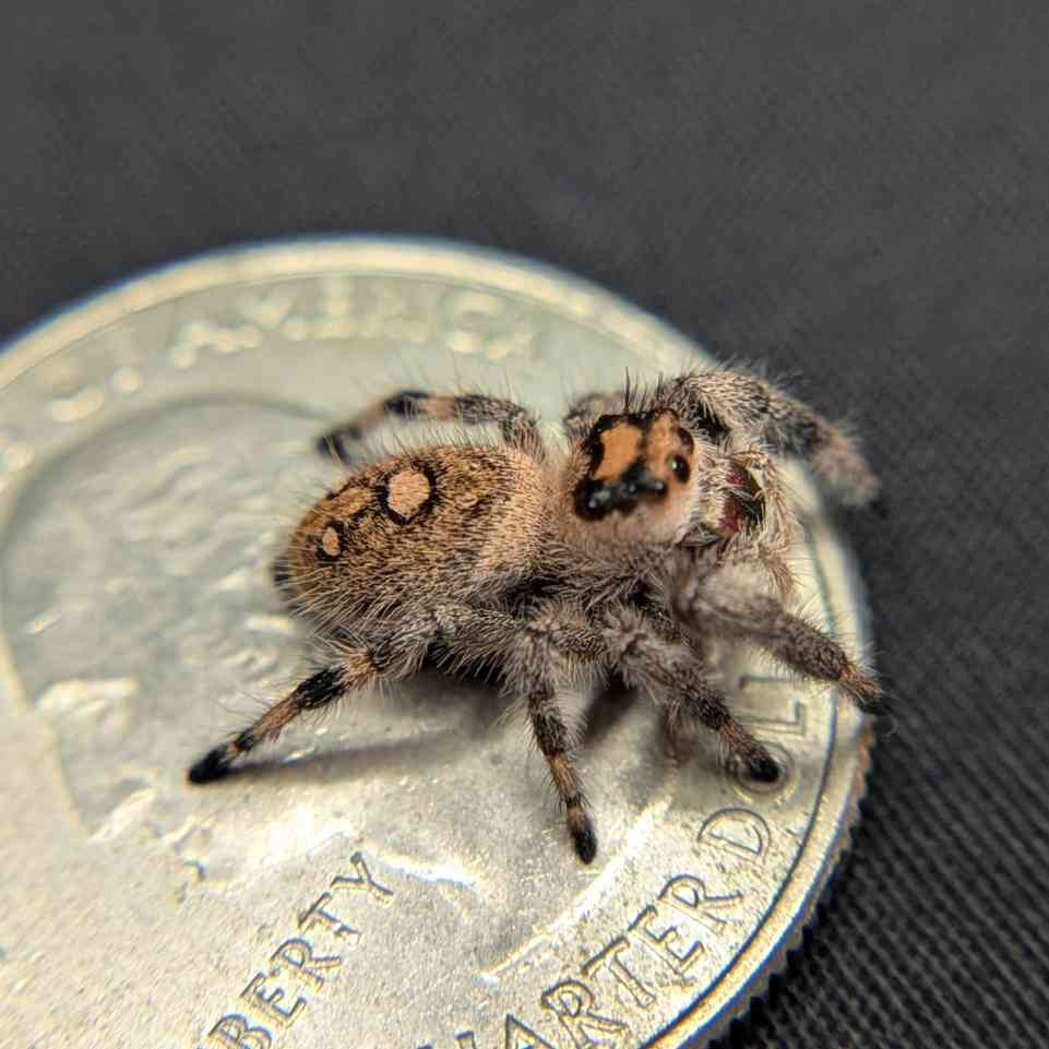 Regal Jumping Spider "Peach"