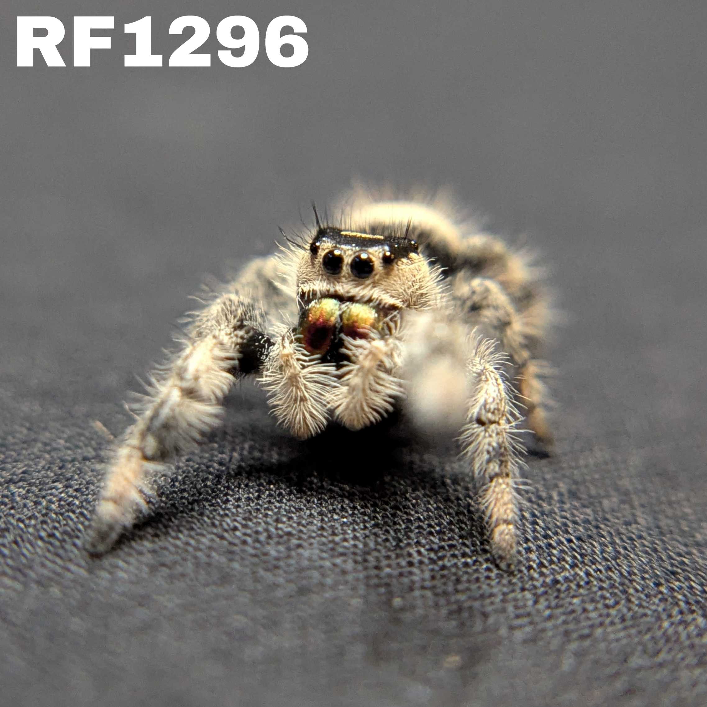 Regal Jumping Spider "Manzana"