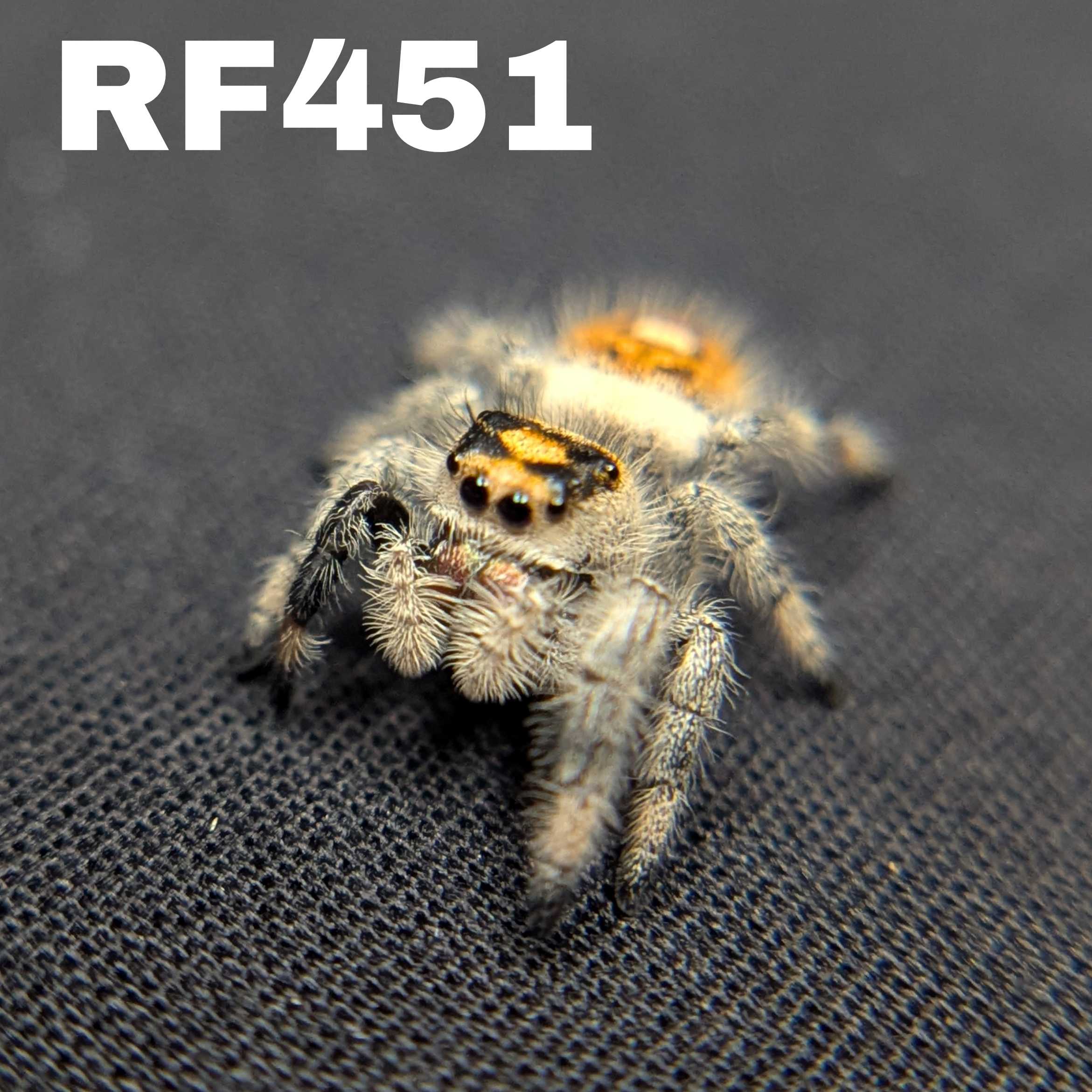 Regal Jumping Spider "Sunset"