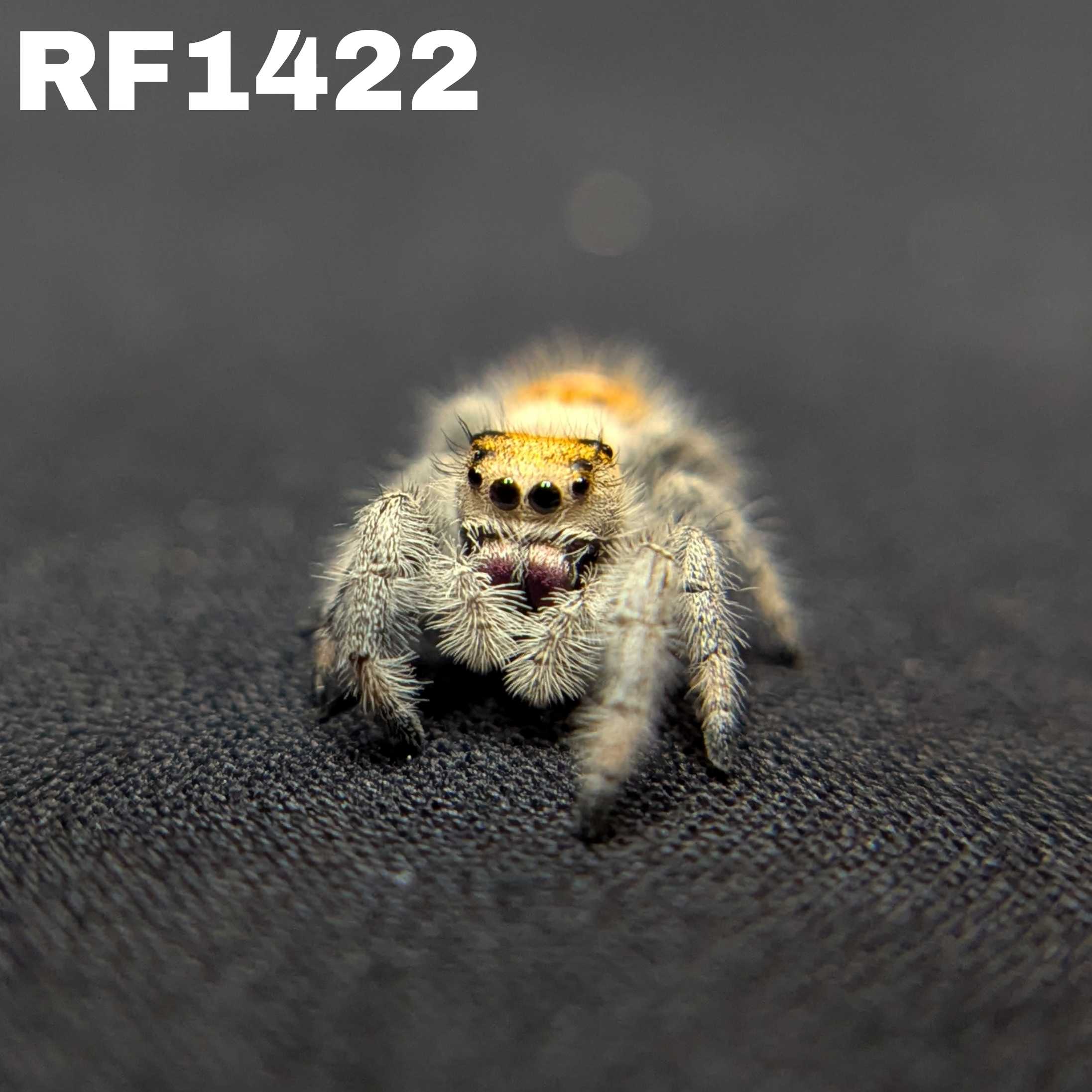 Regal Jumping Spider "Bell"