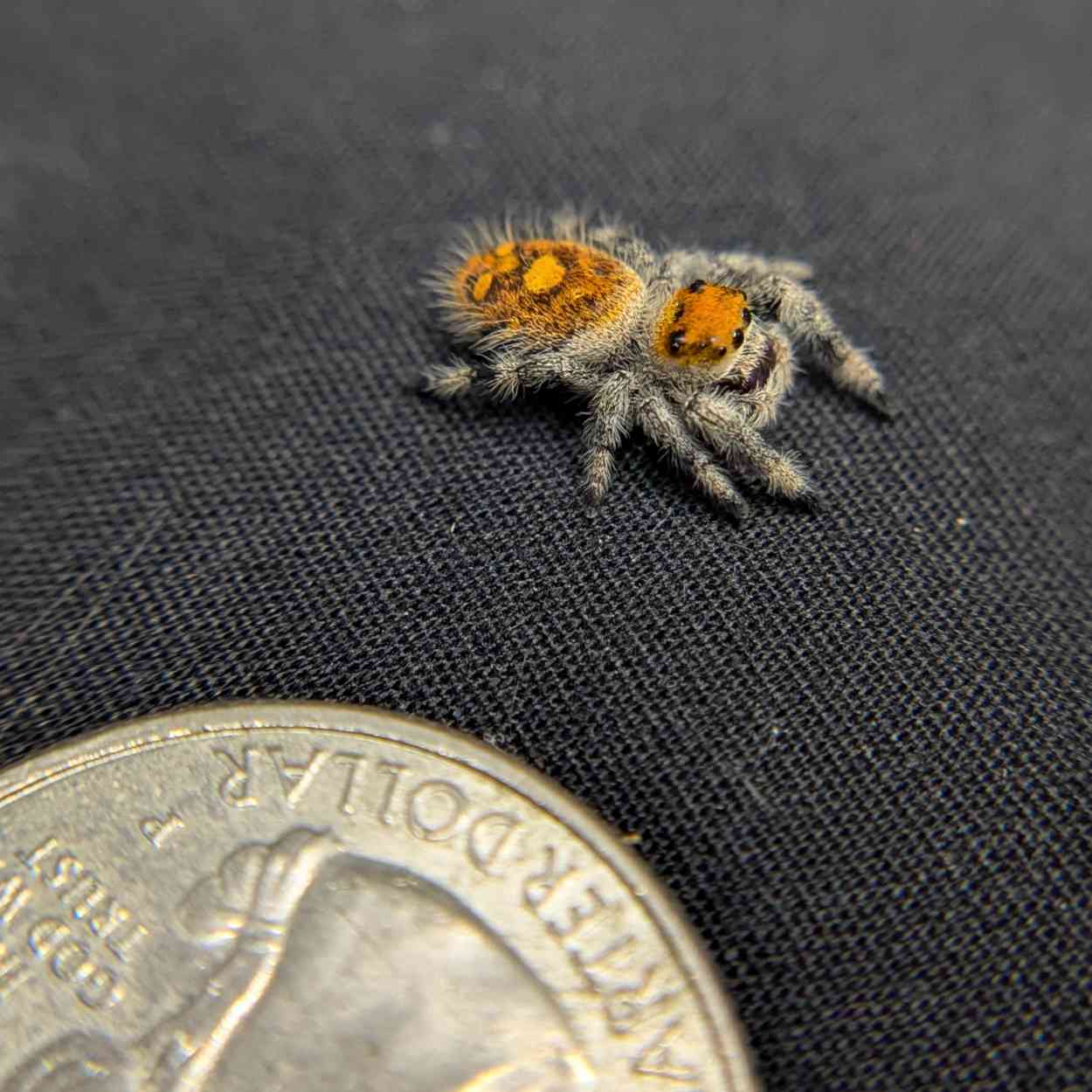 Regal Jumping Spider "Matches"