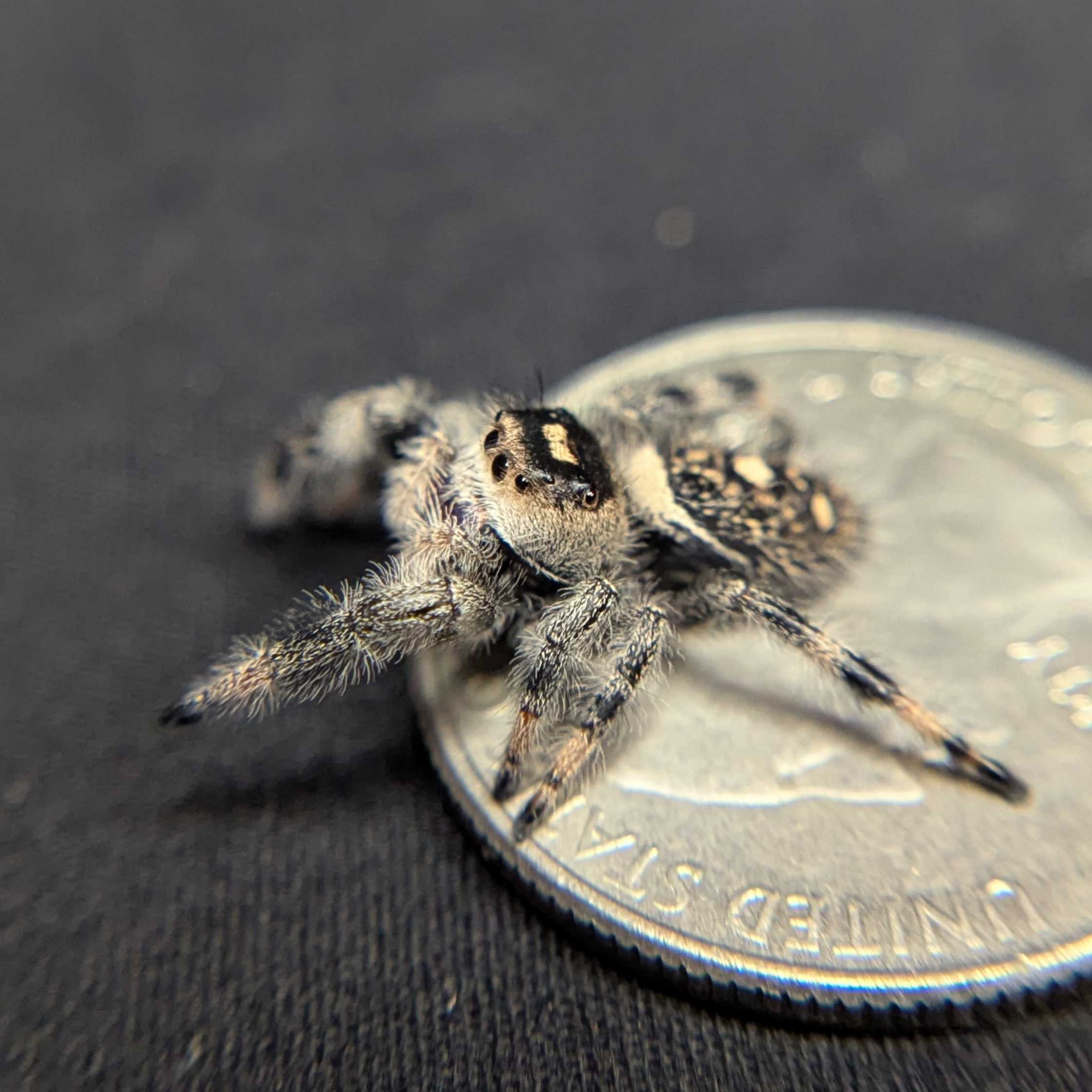 Regal Jumping Spider "Grace"