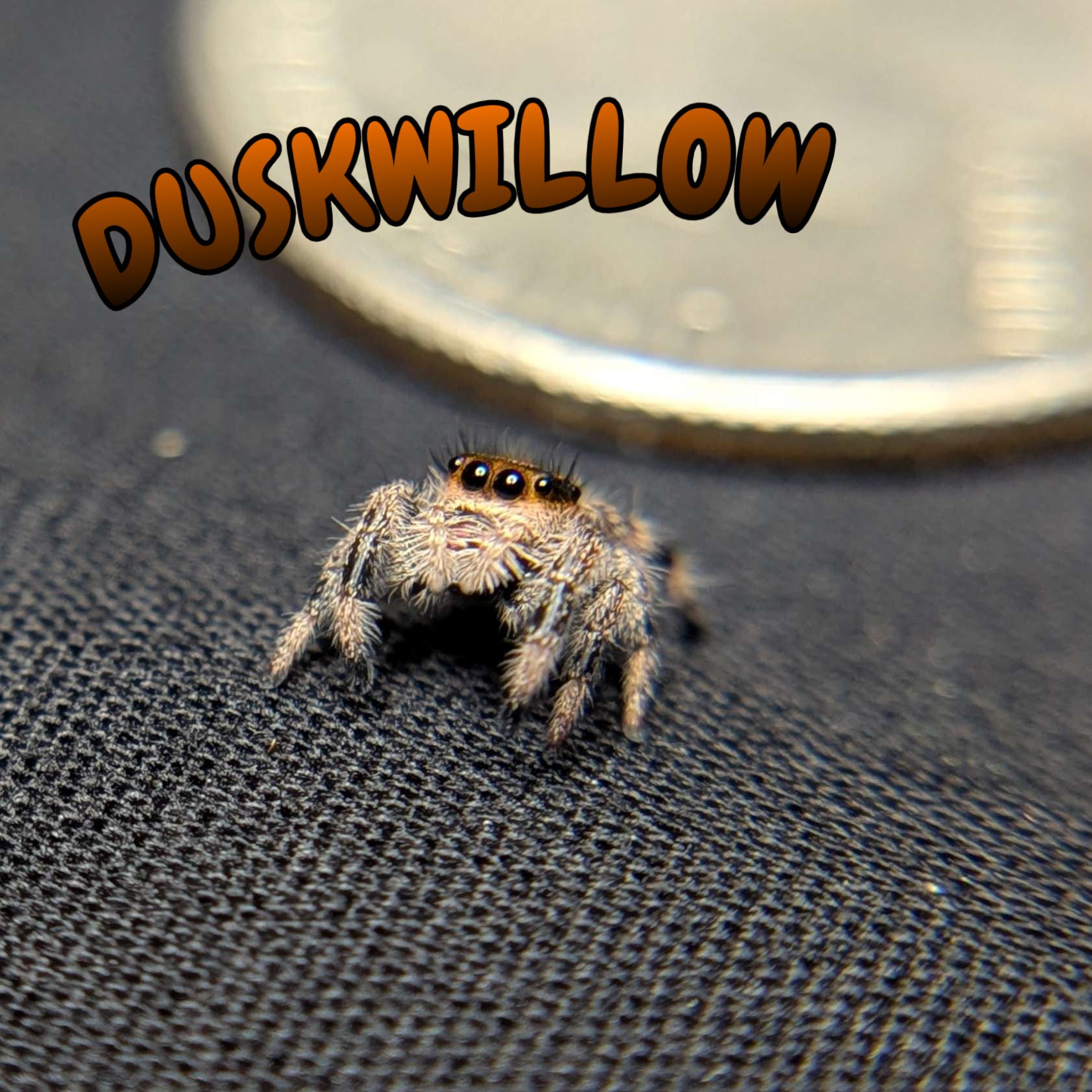 Regal Jumping Spider “Duskwillow”