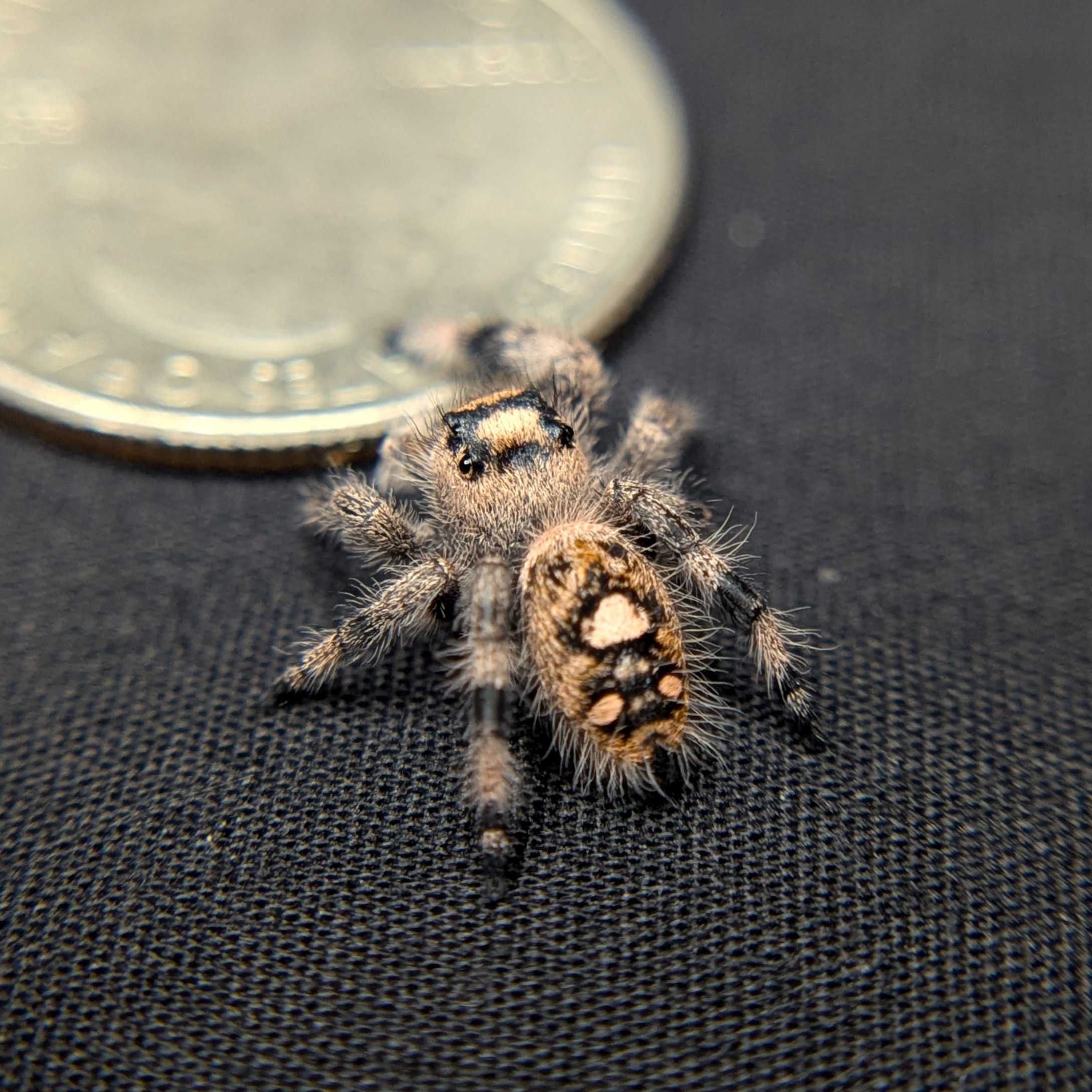 Regal Jumping Spider "Magenta"