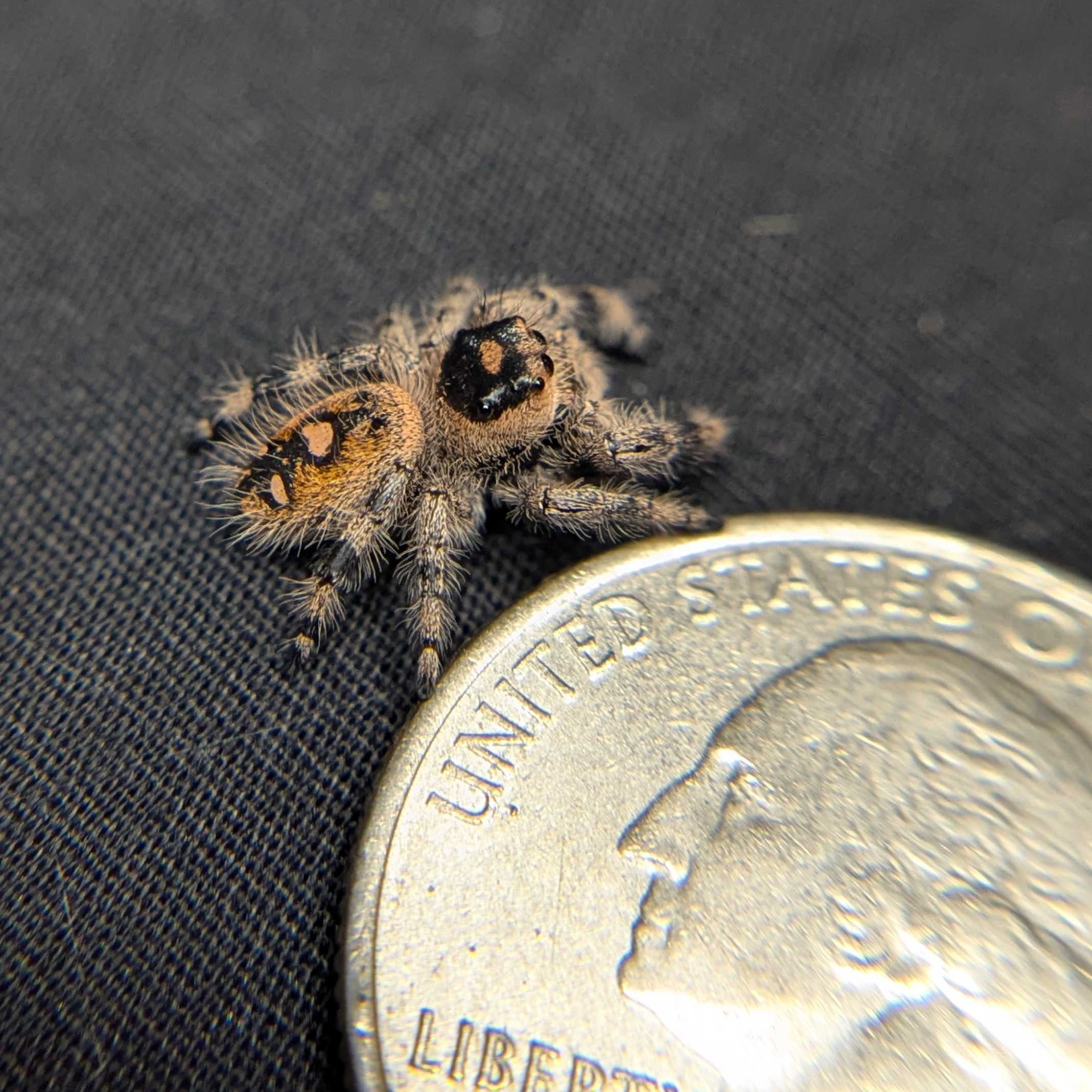 Regal Jumping Spider "Snugglebug"