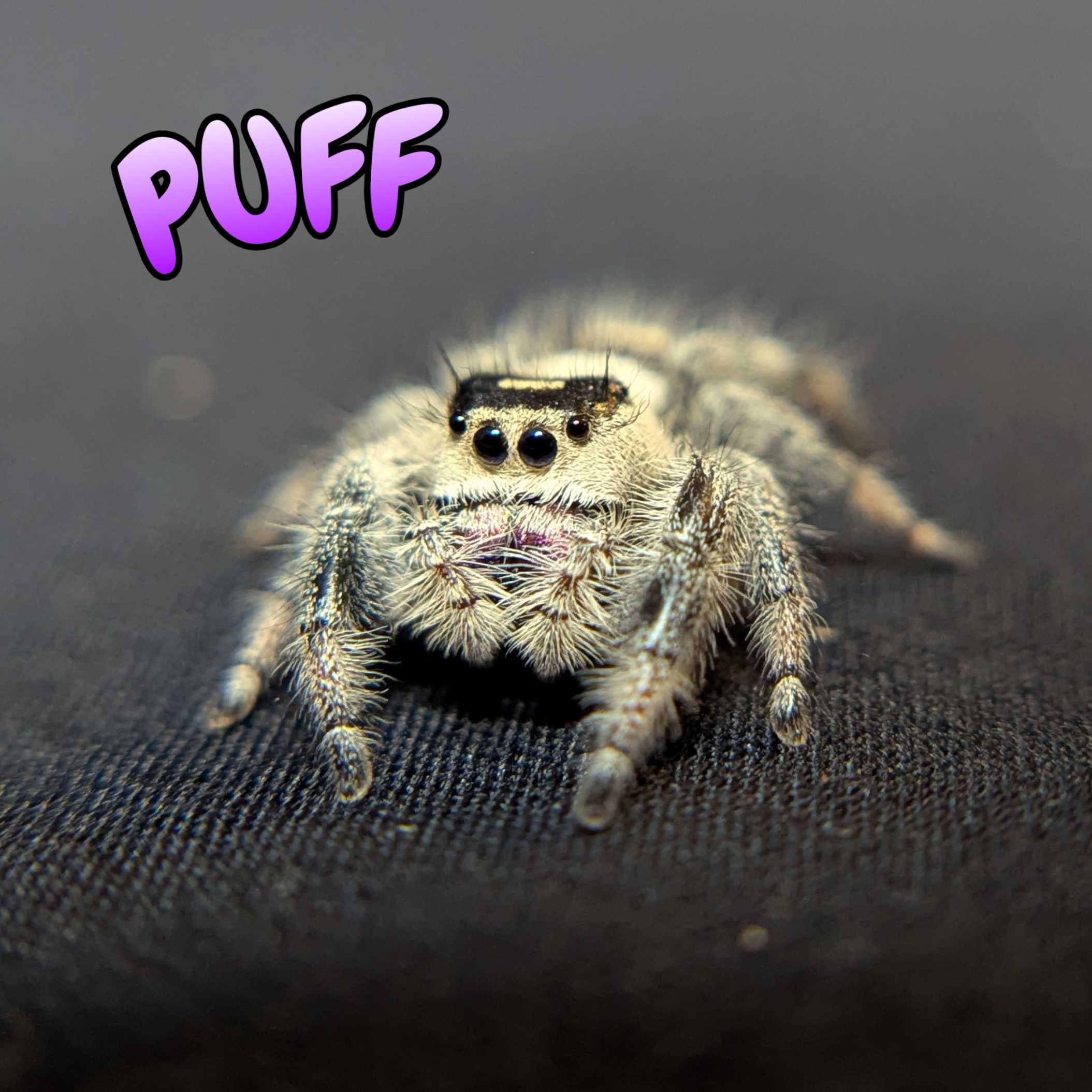 Regal Jumping Spider "Puff"