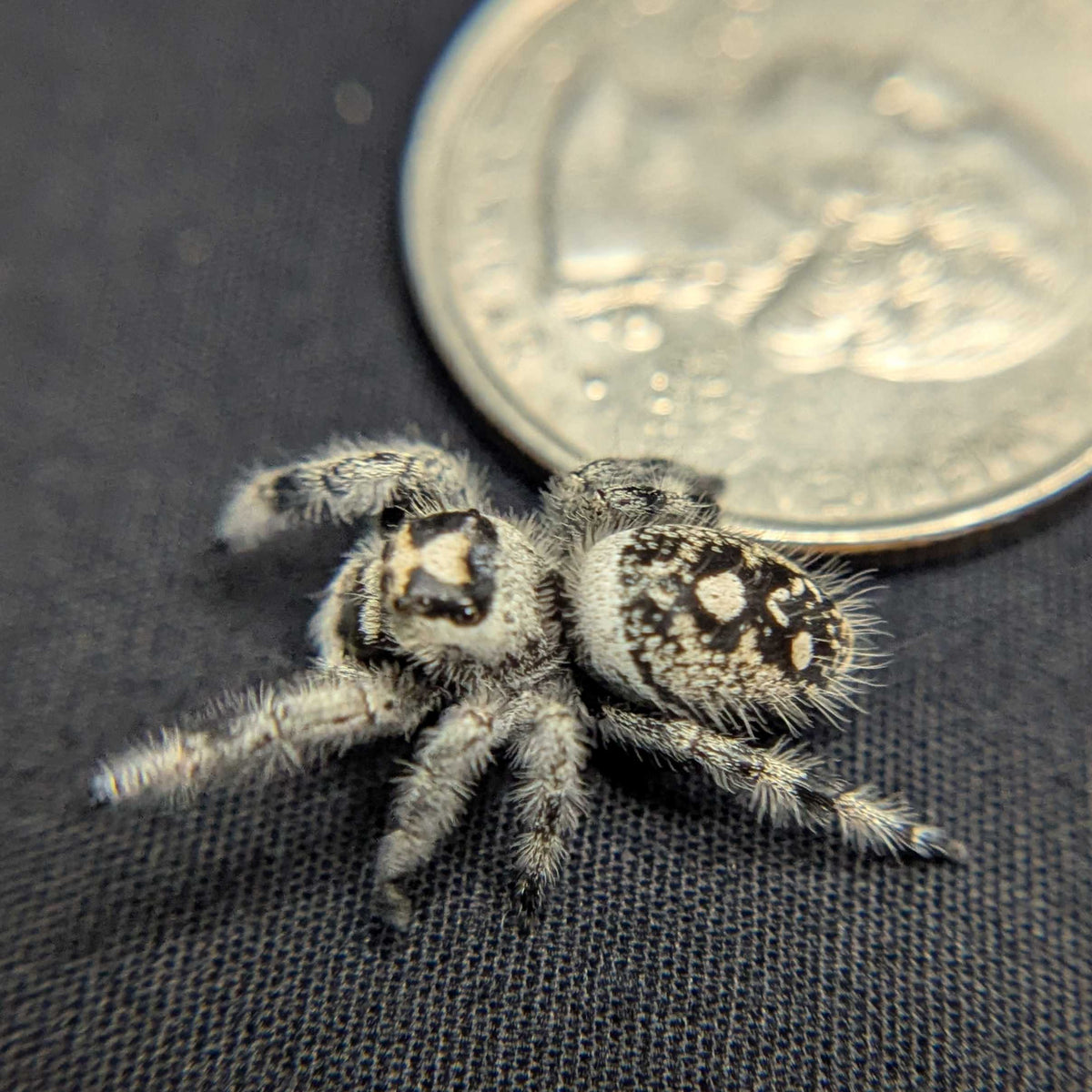 Regal Jumping Spider “Lilith”