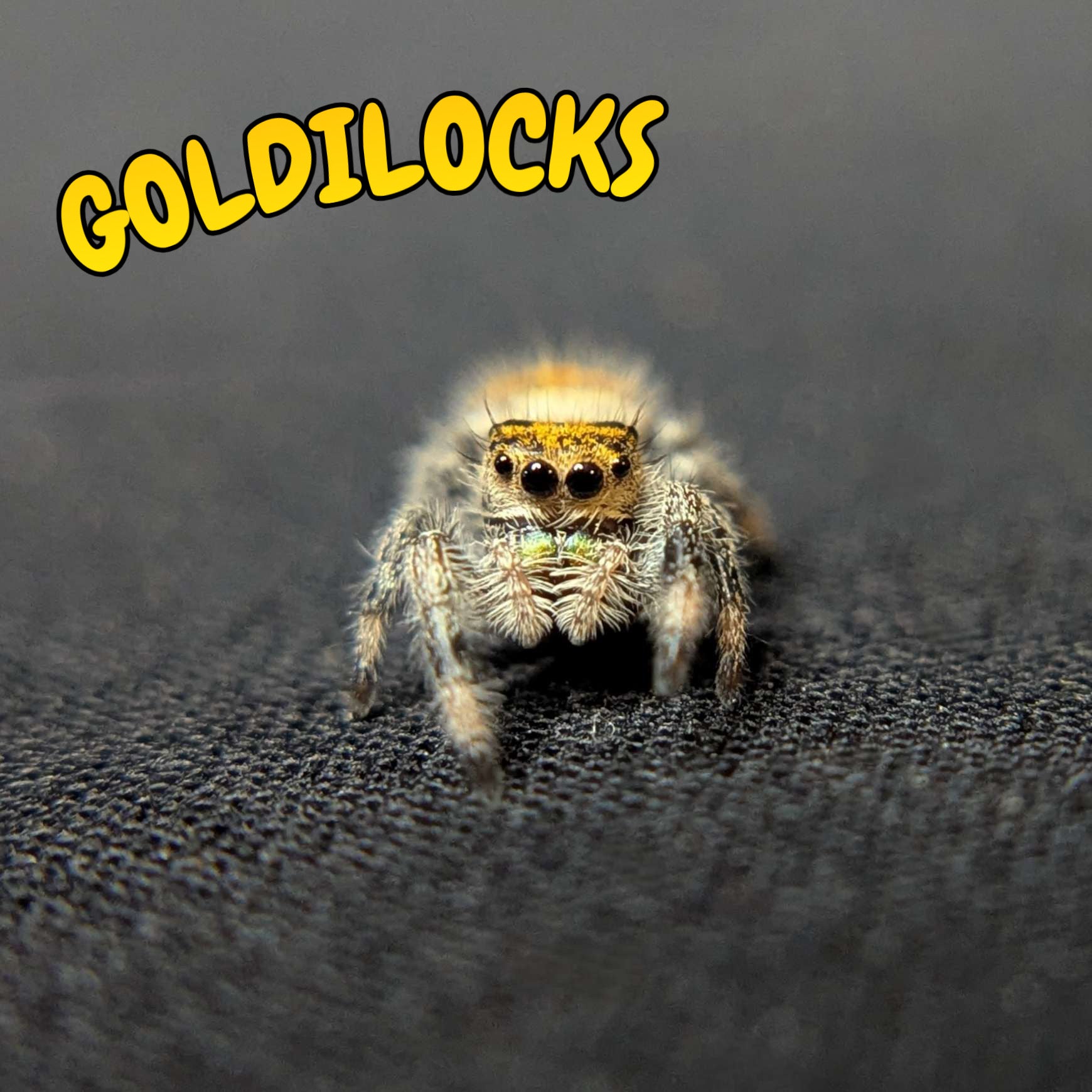 Regal Jumping Spider "Goldilocks"