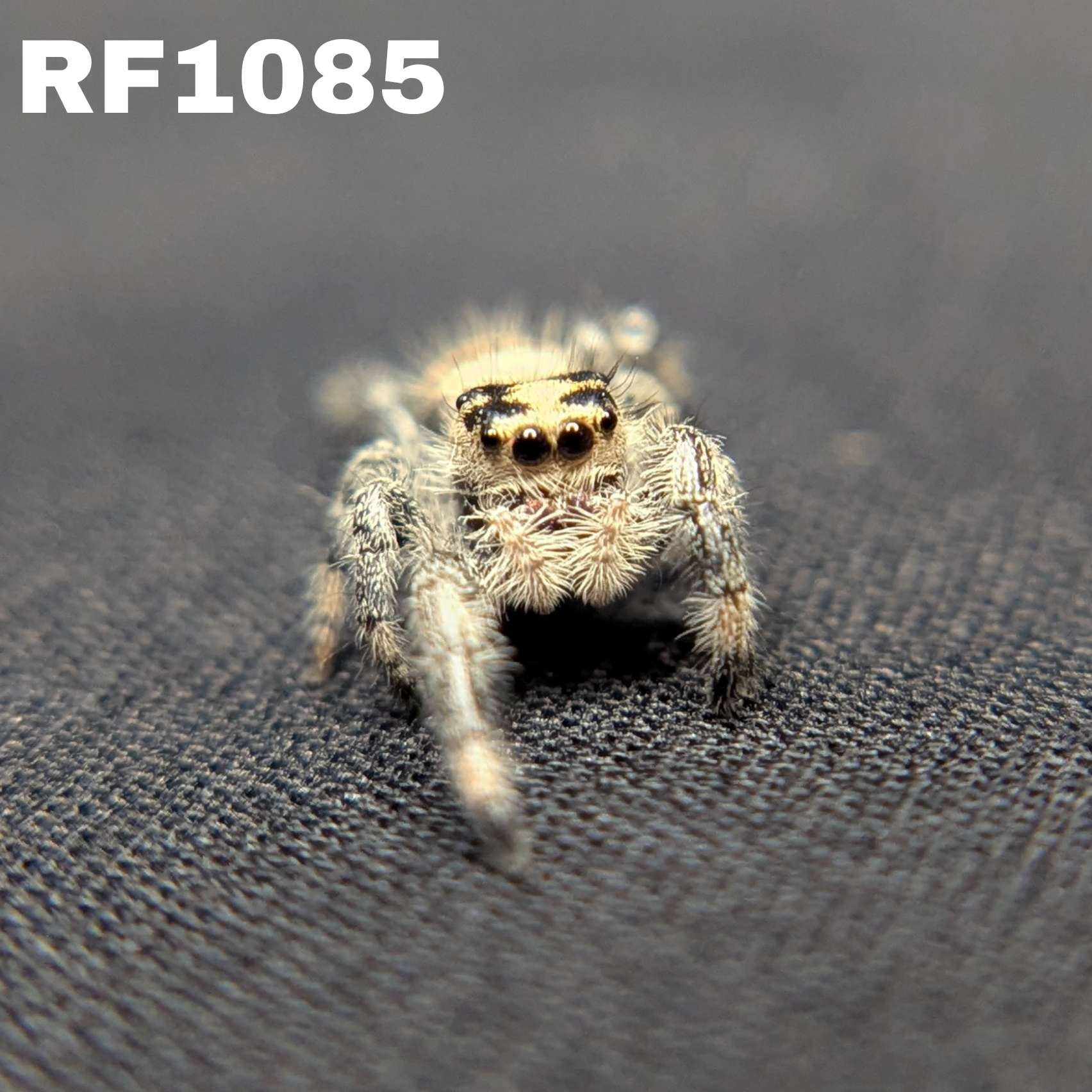 Regal Jumping Spider "Beth"