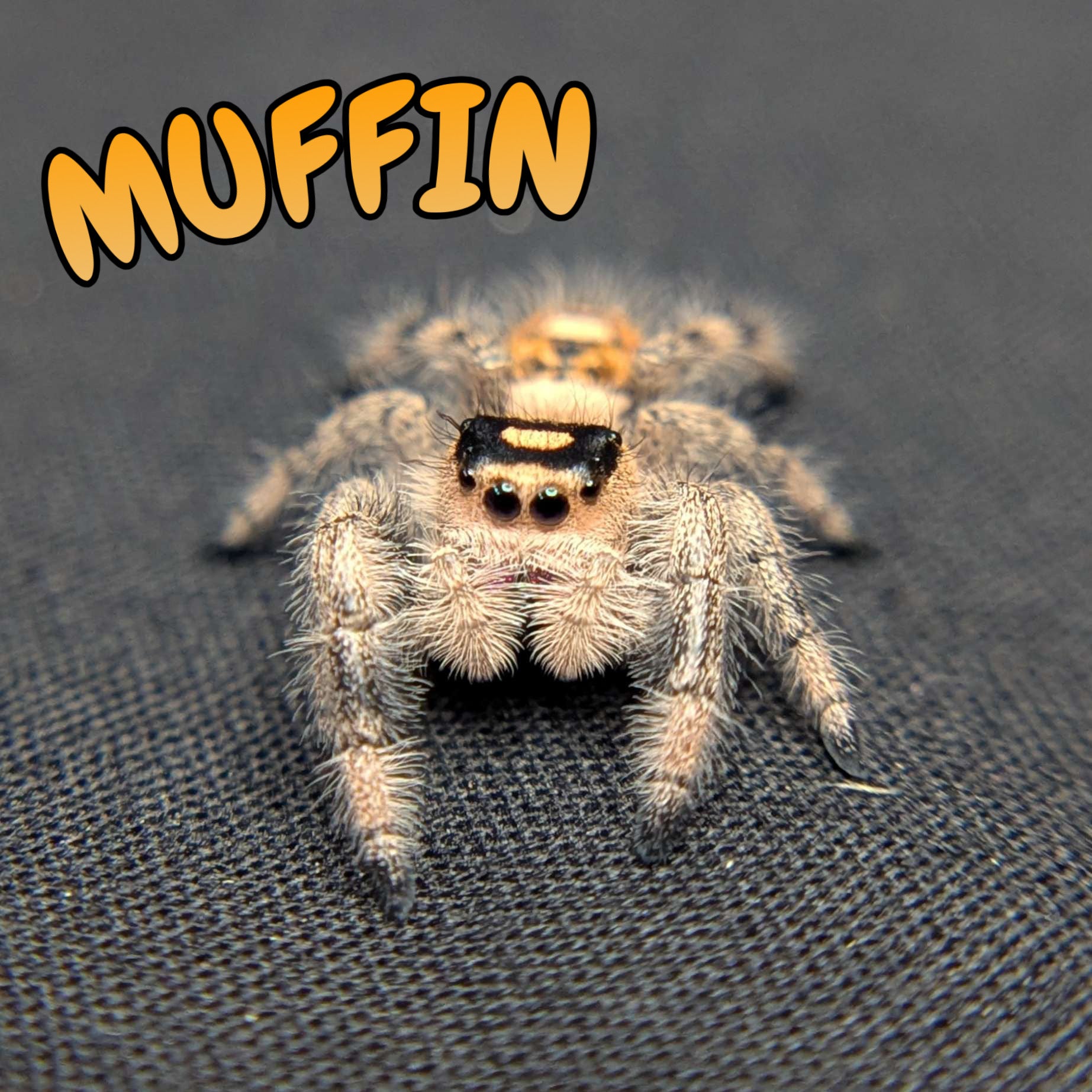 Regal Jumping Spider "Muffin"