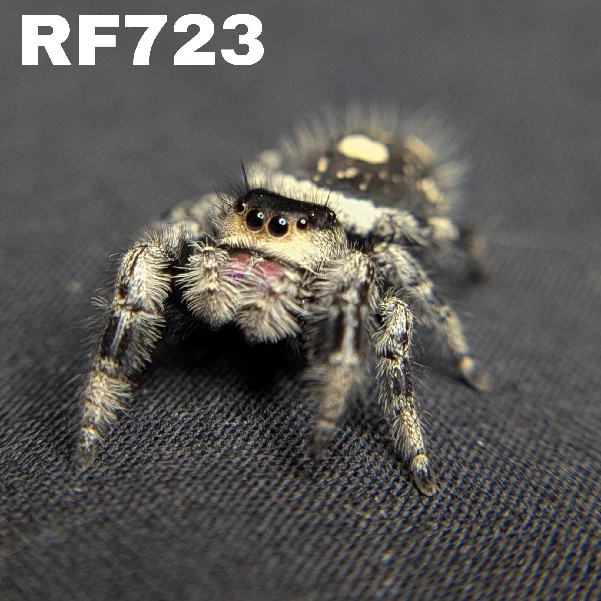 Regal Jumping Spider “Cupcake”