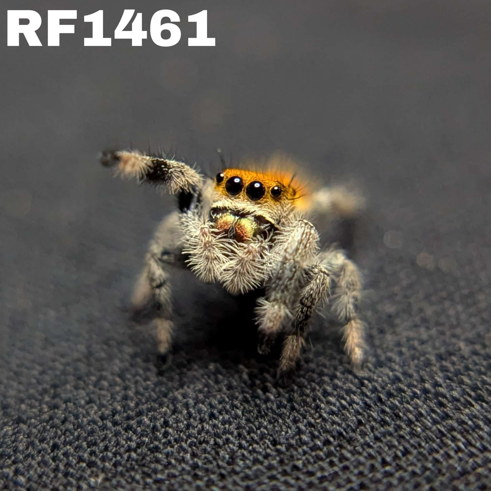 Regal Jumping Spider “Copper”