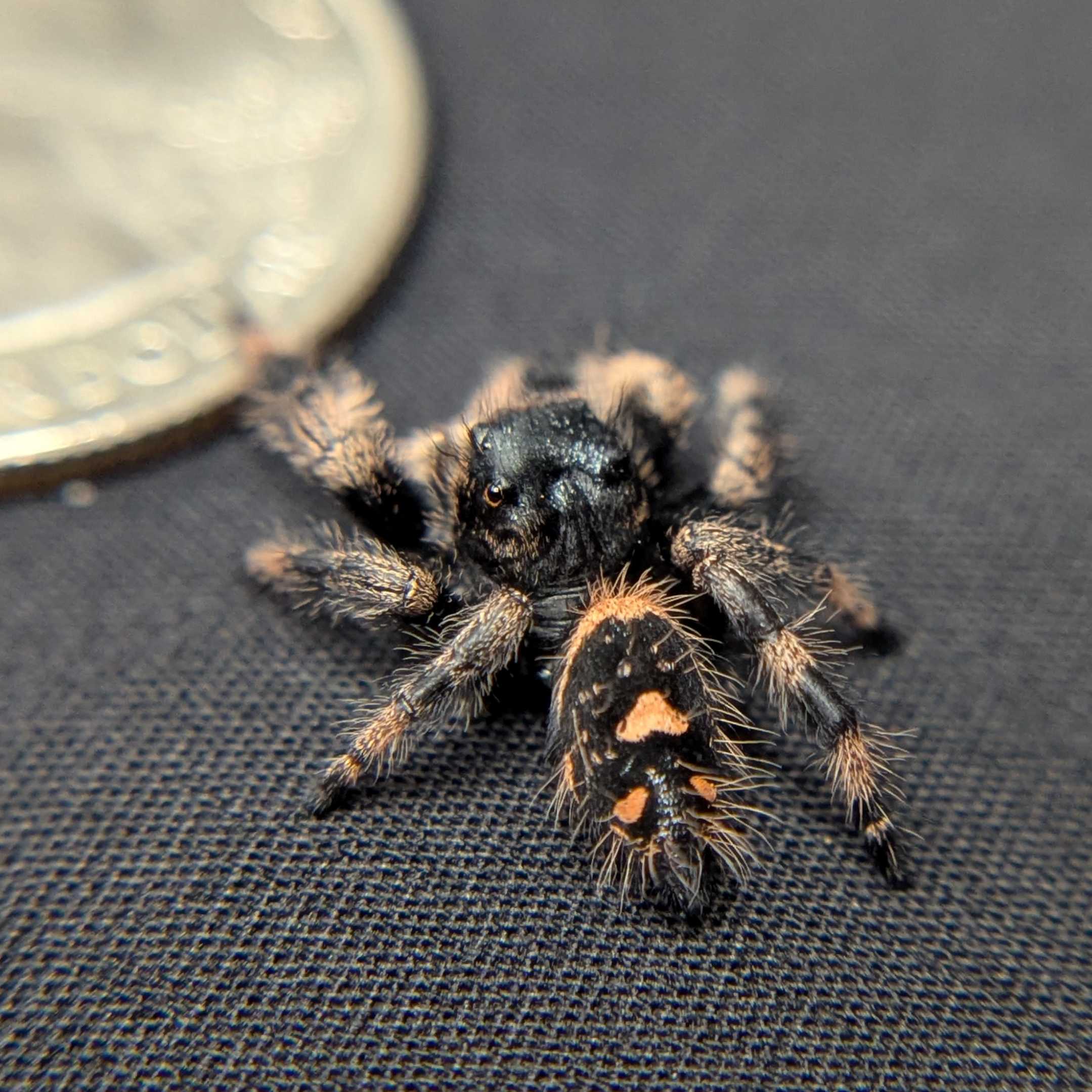 Regal Jumping Spider "Gothic"