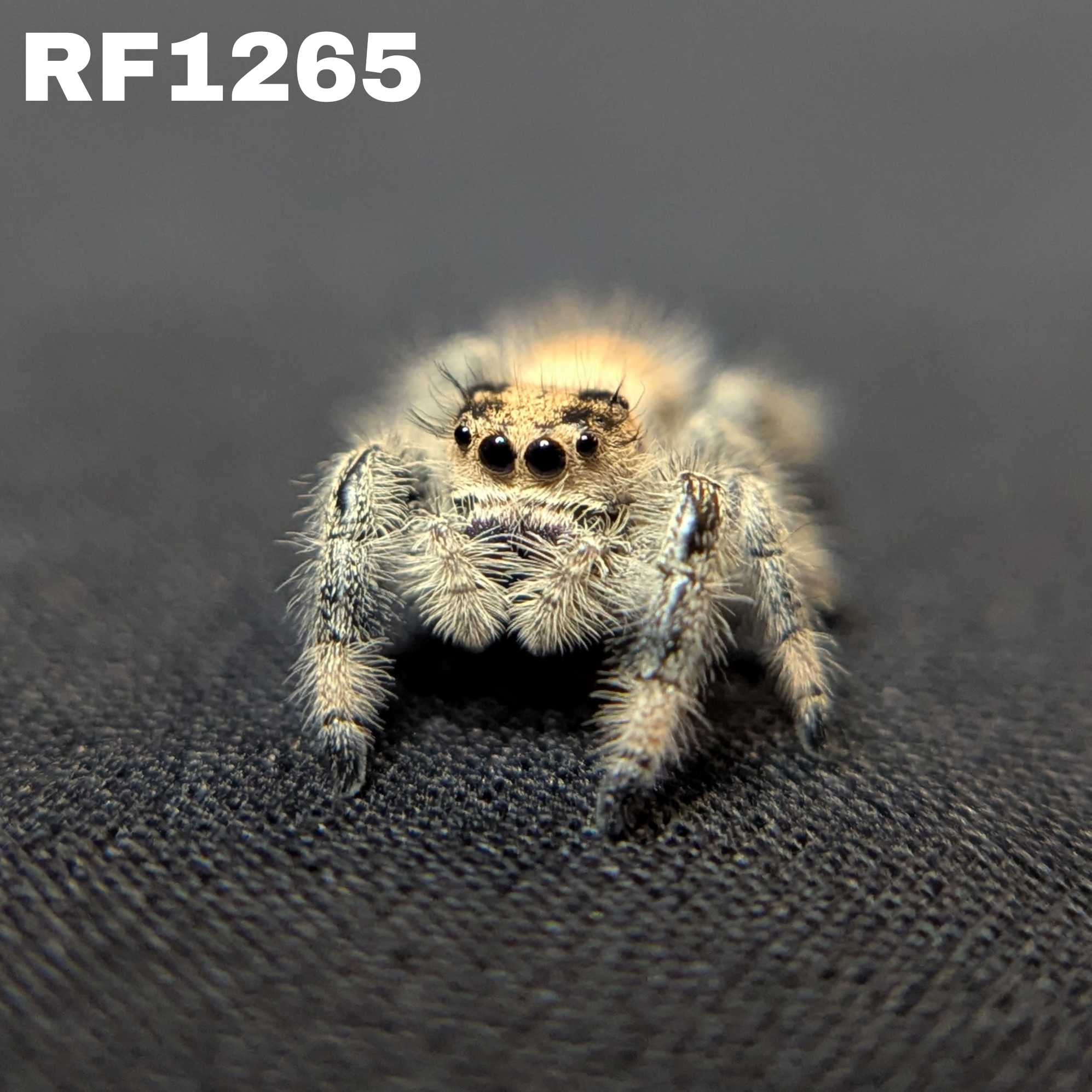 Regal Jumping Spider "Sundae"