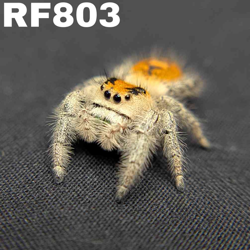 Regal Jumping Spider "Zucchini"