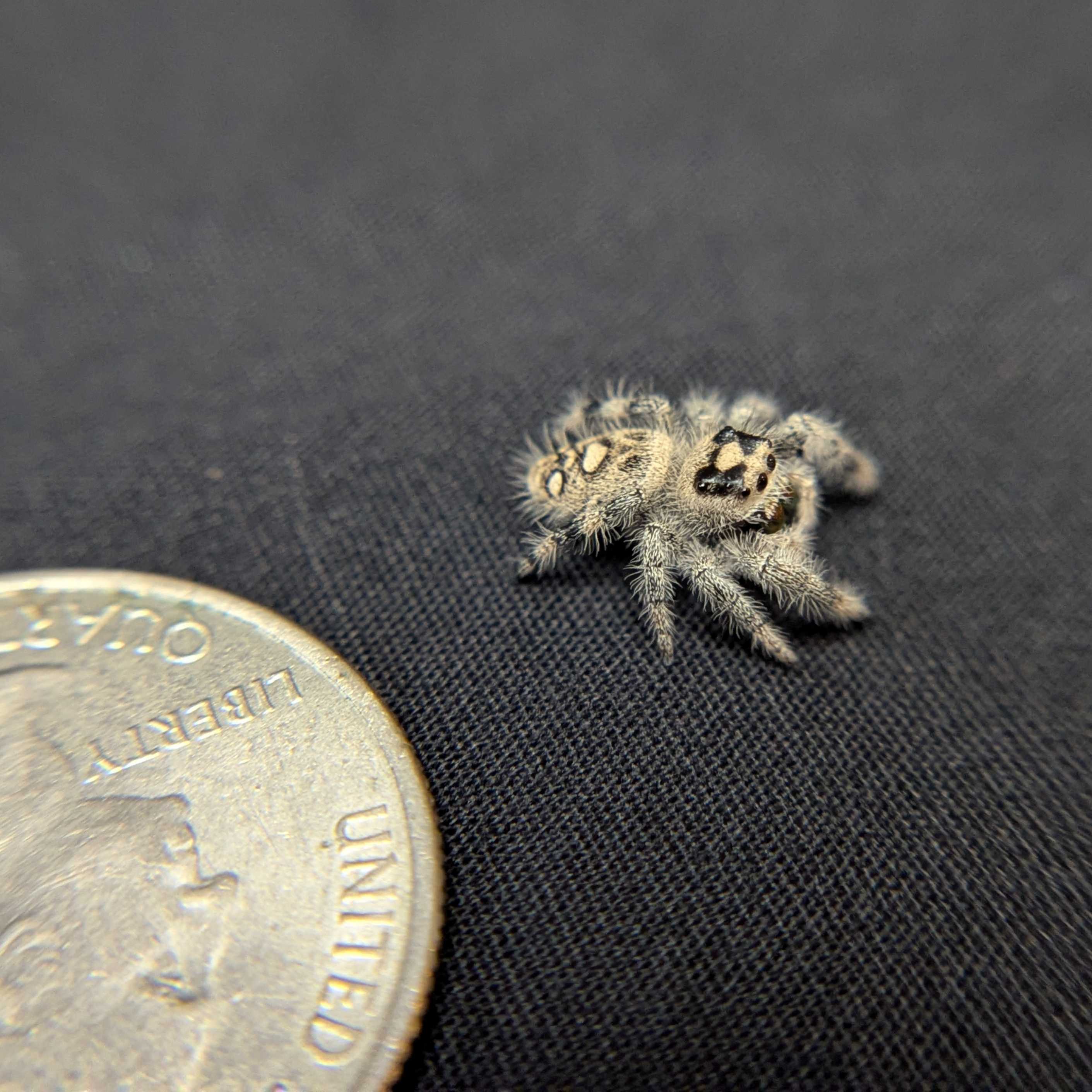 Regal Jumping Spider "Honey Bun"