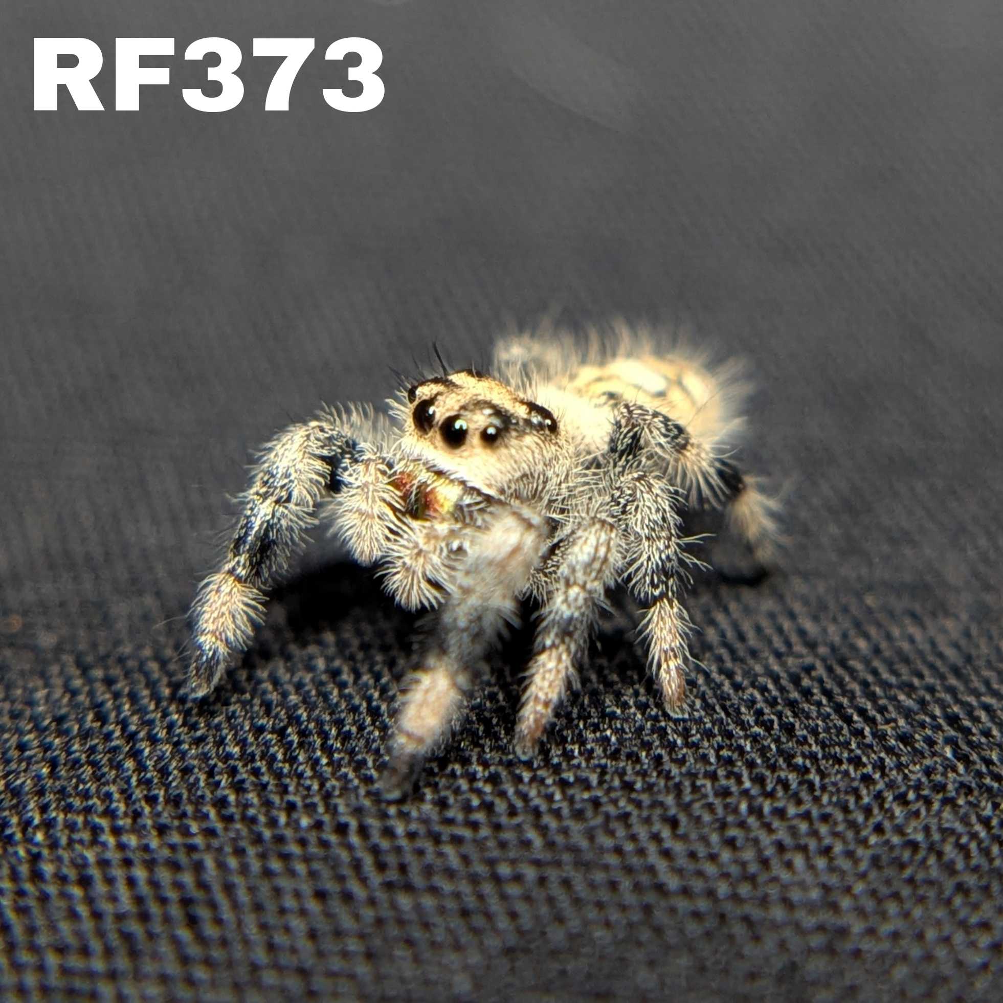 Regal Jumping Spider "Cashew"