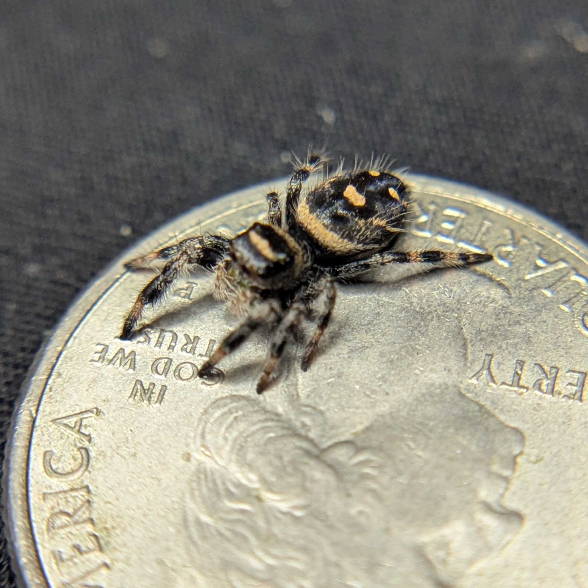Regal Jumping Spider "Avocado"