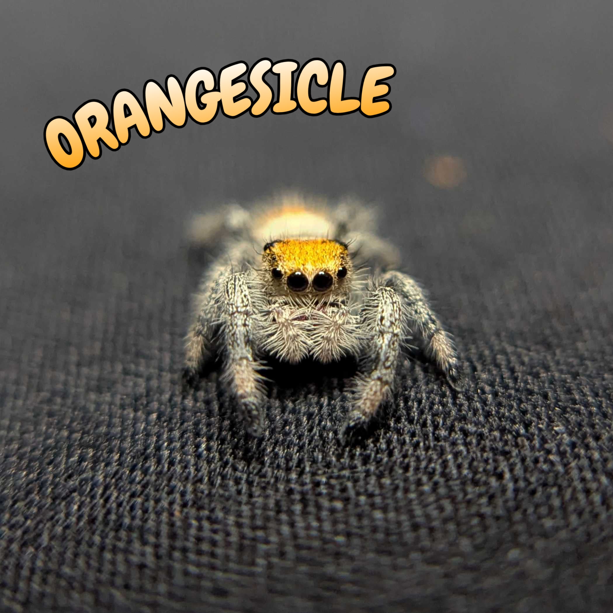 Regal Jumping Spider “Orangesicle”