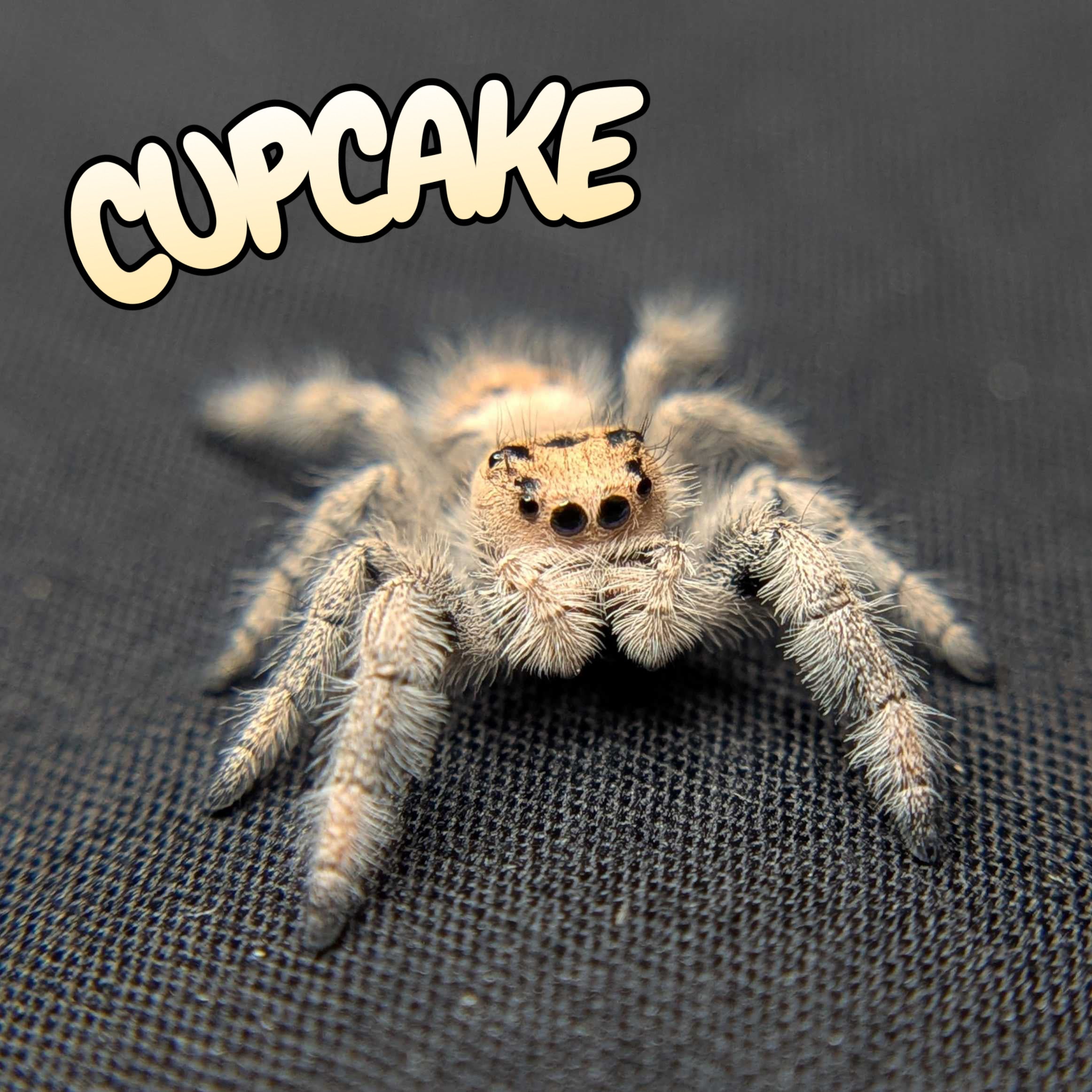 Regal Jumping Spider "Cupcake"