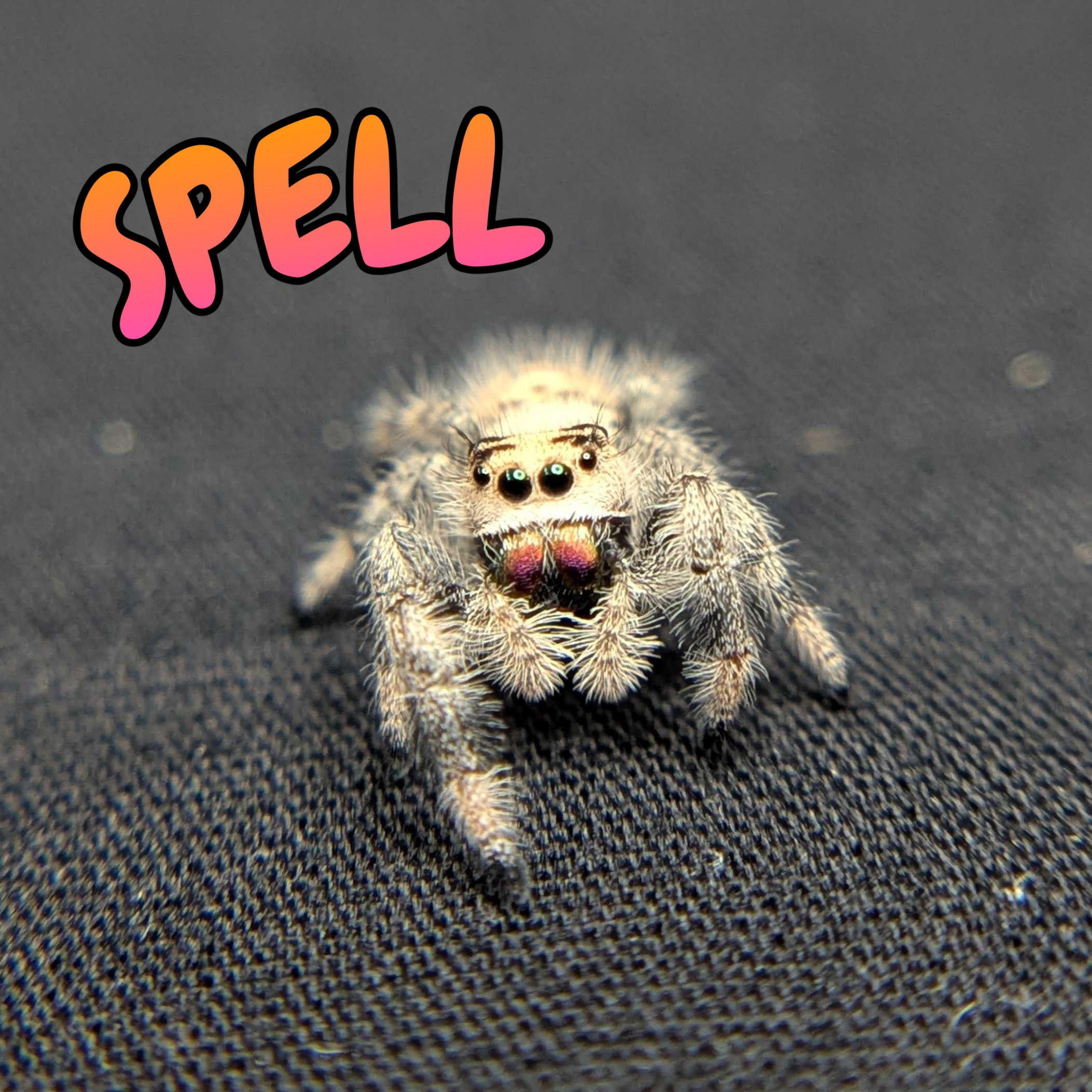 Regal Jumping Spider "Spell"