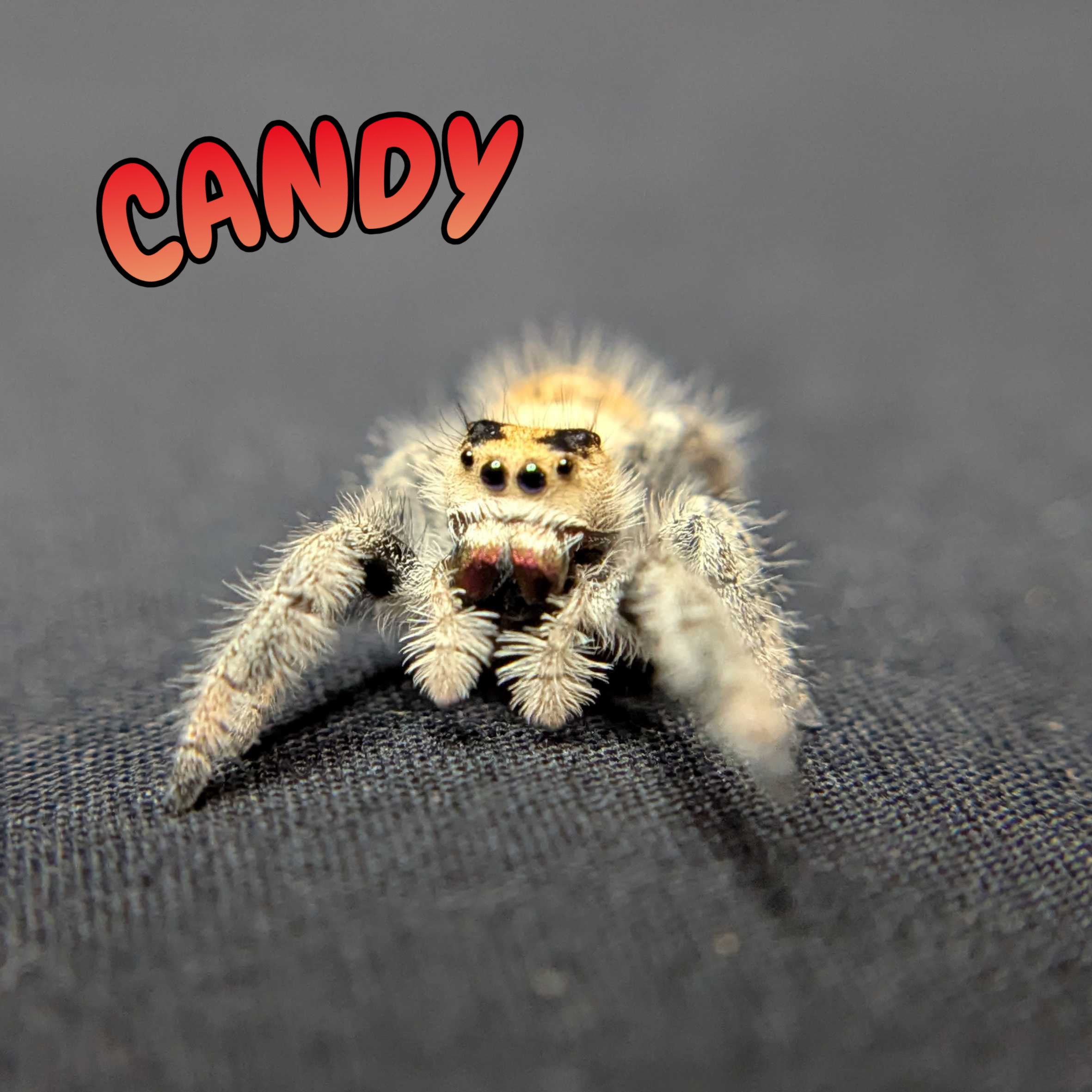 Regal Jumping Spider "Candy"