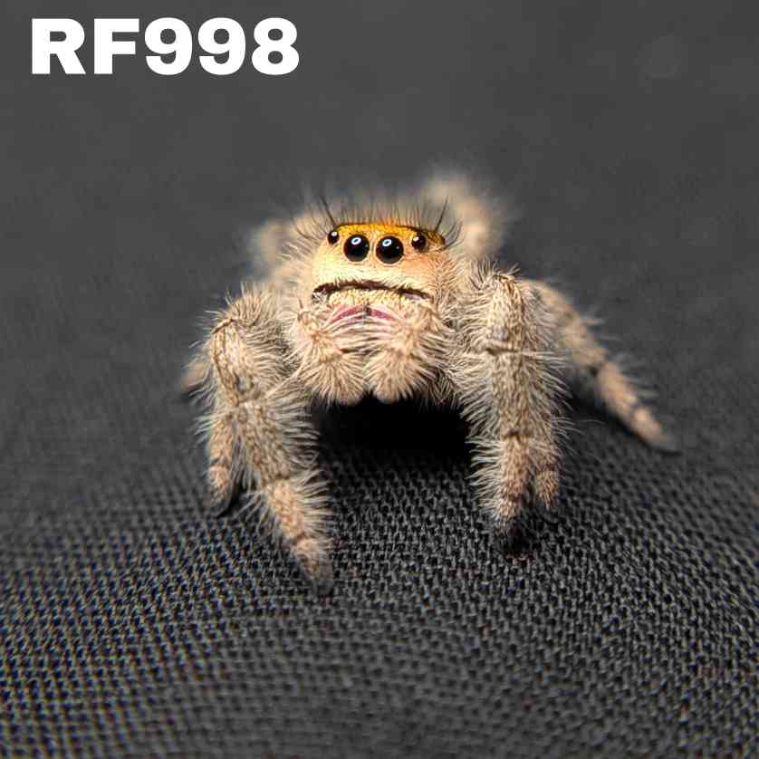 Regal Jumping Spider "Sunrise"