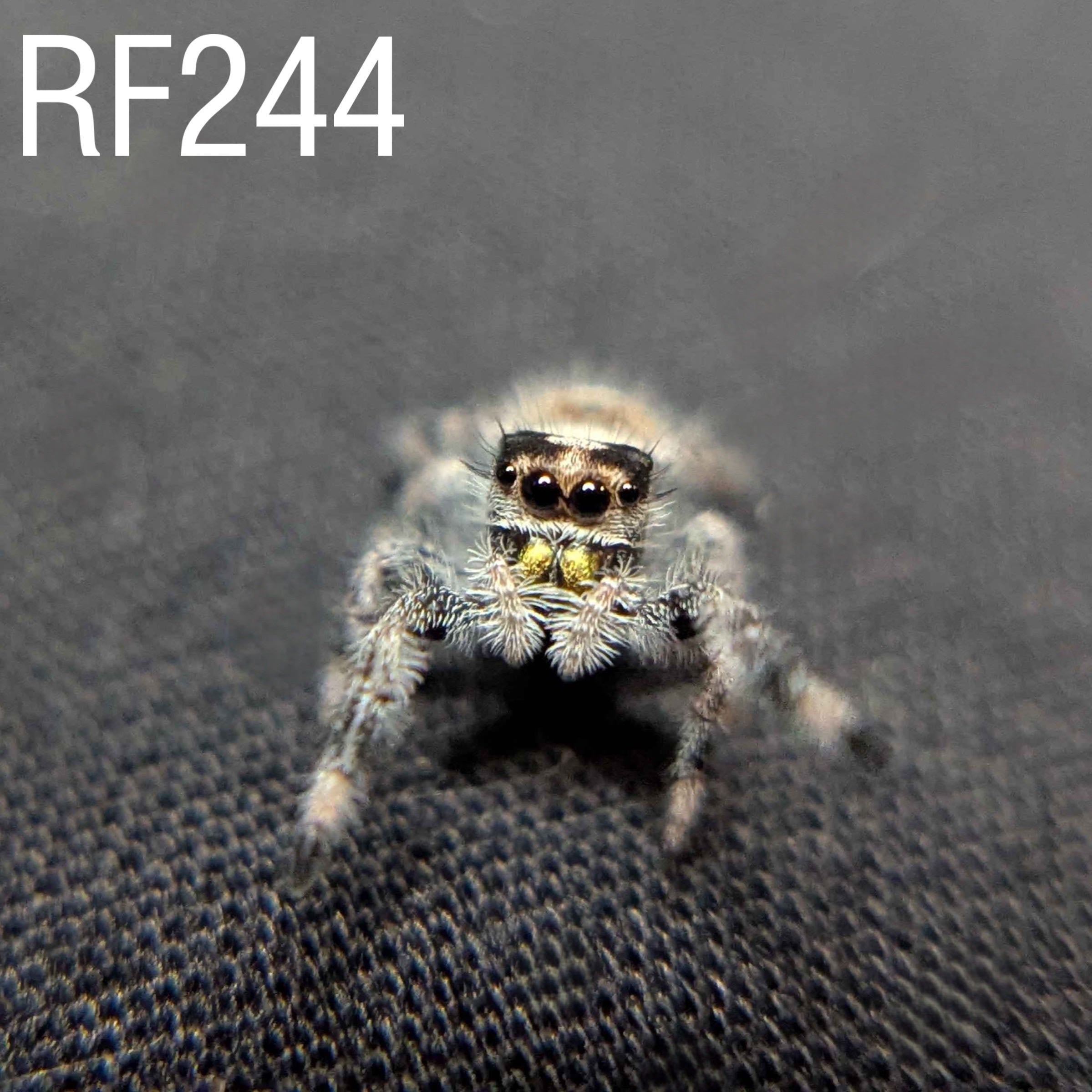 Female Regal Jumping Spider Bumble - SKU CODE