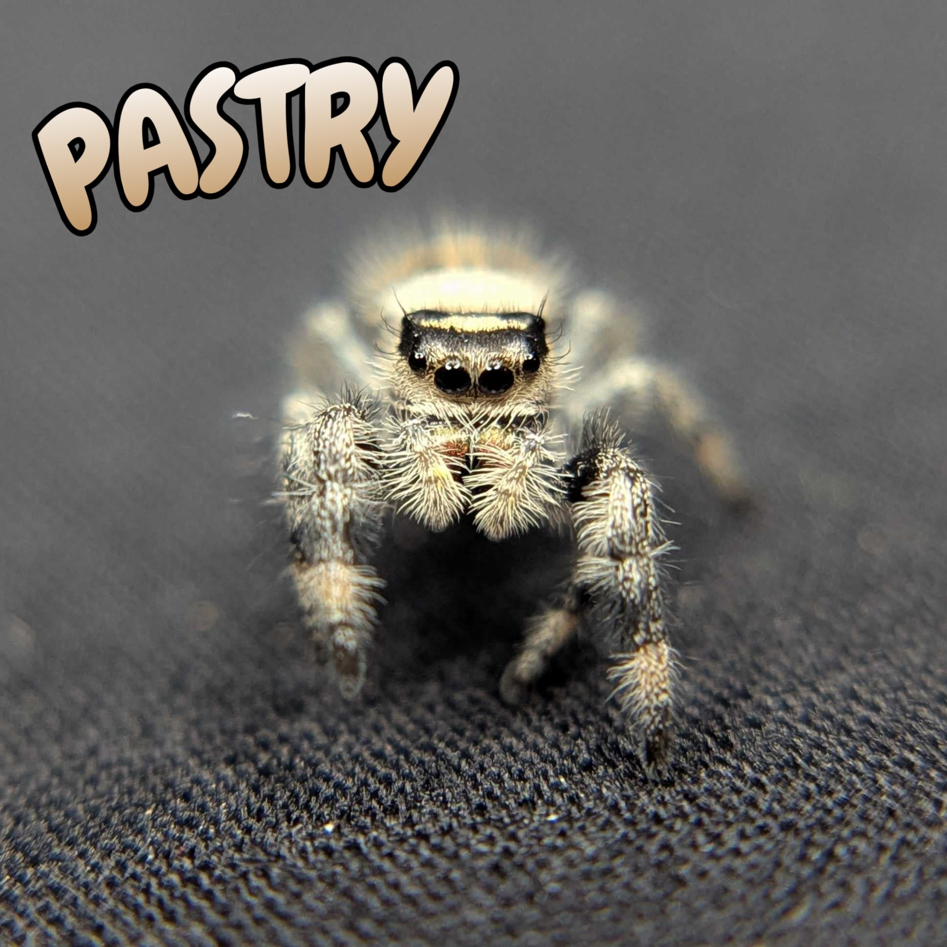 Regal Jumping Spider "Pastry"