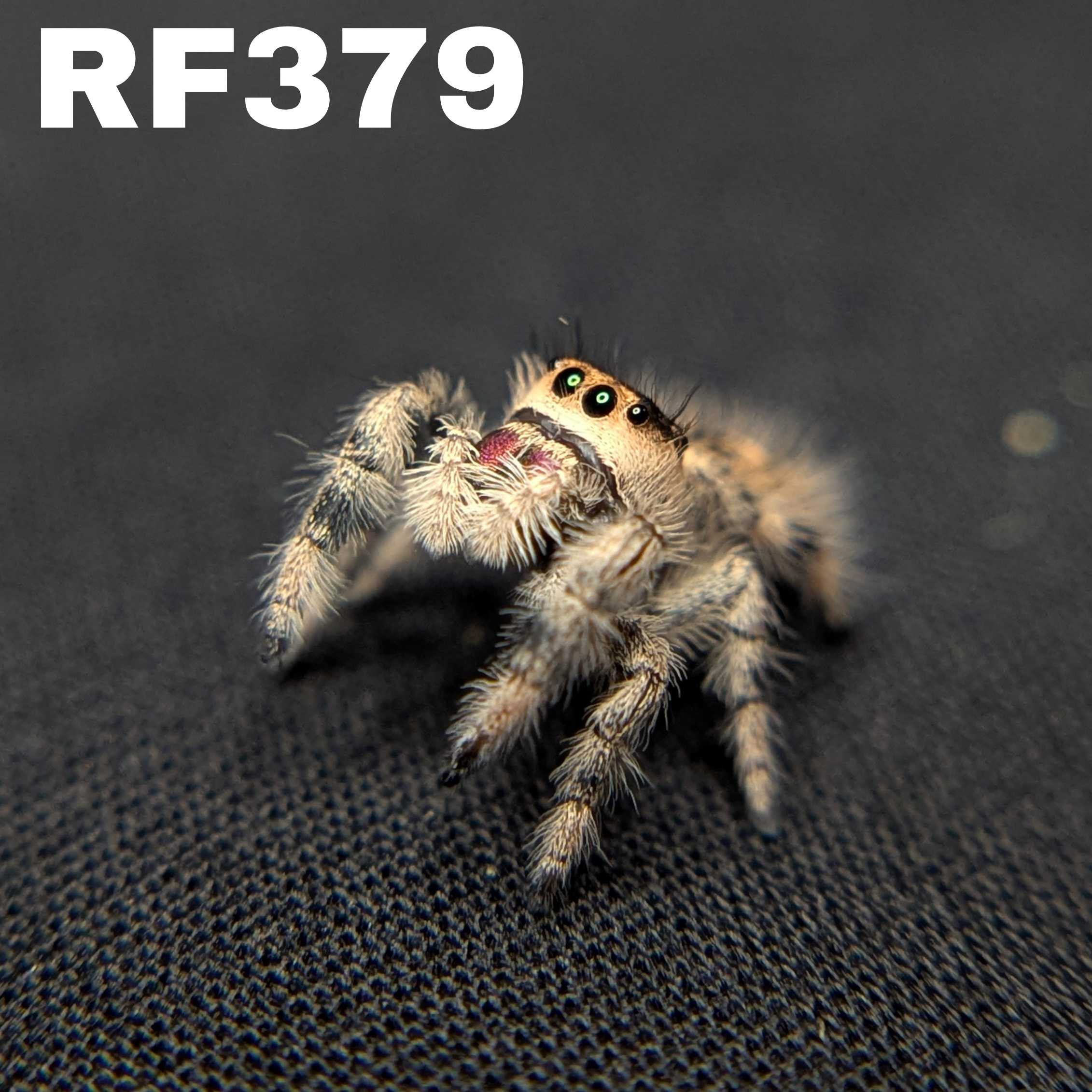 Regal Jumping Spider "Brownie"