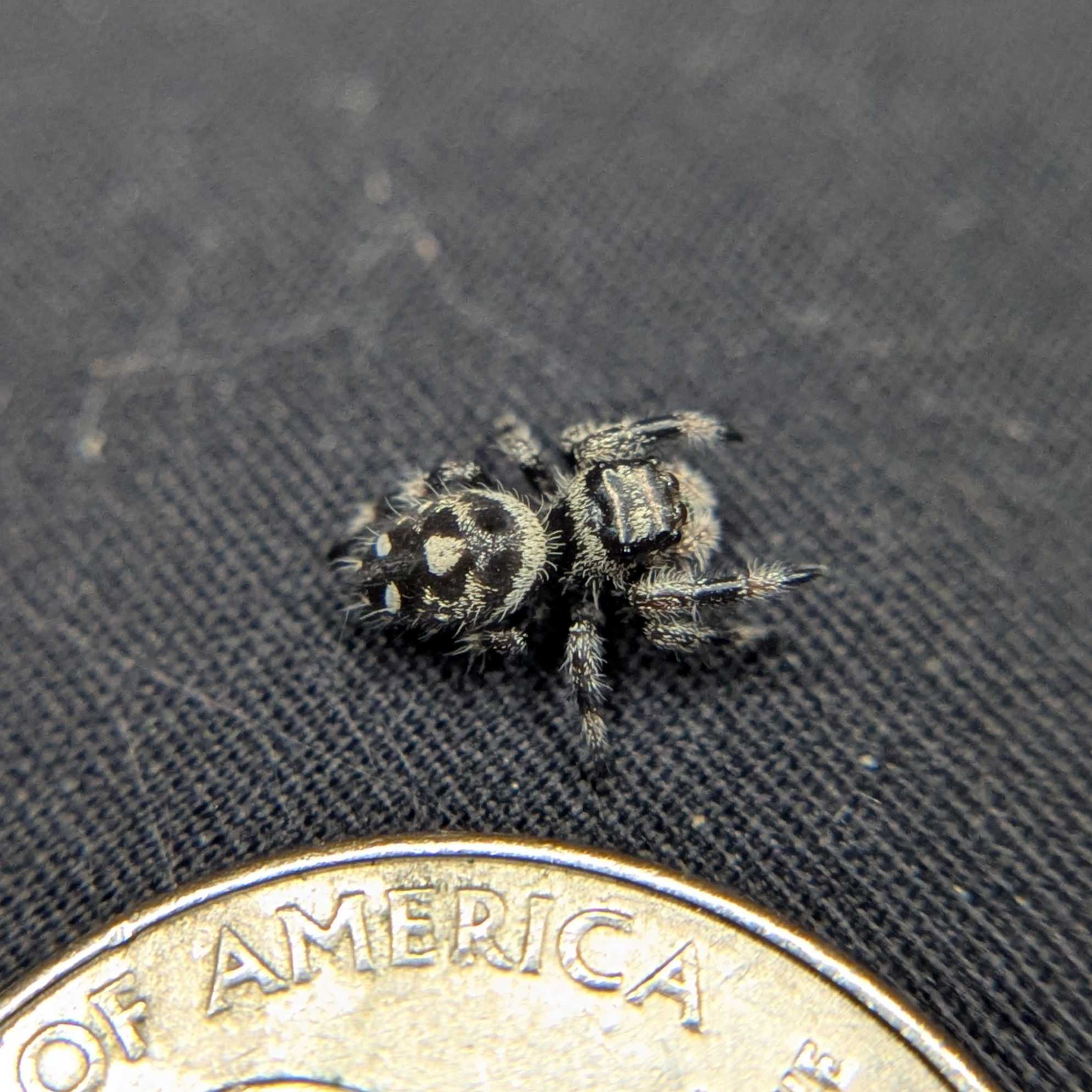 Regal Jumping Spider "Smokey"