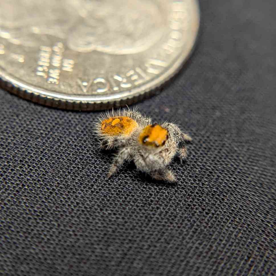 Regal Jumping Spider "Mango"