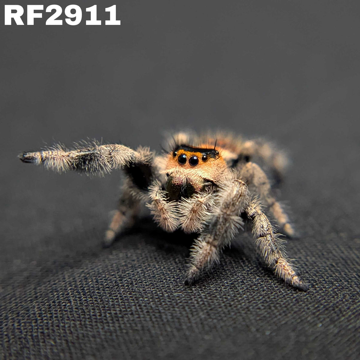 Regal Jumping Spider “Sabrina”