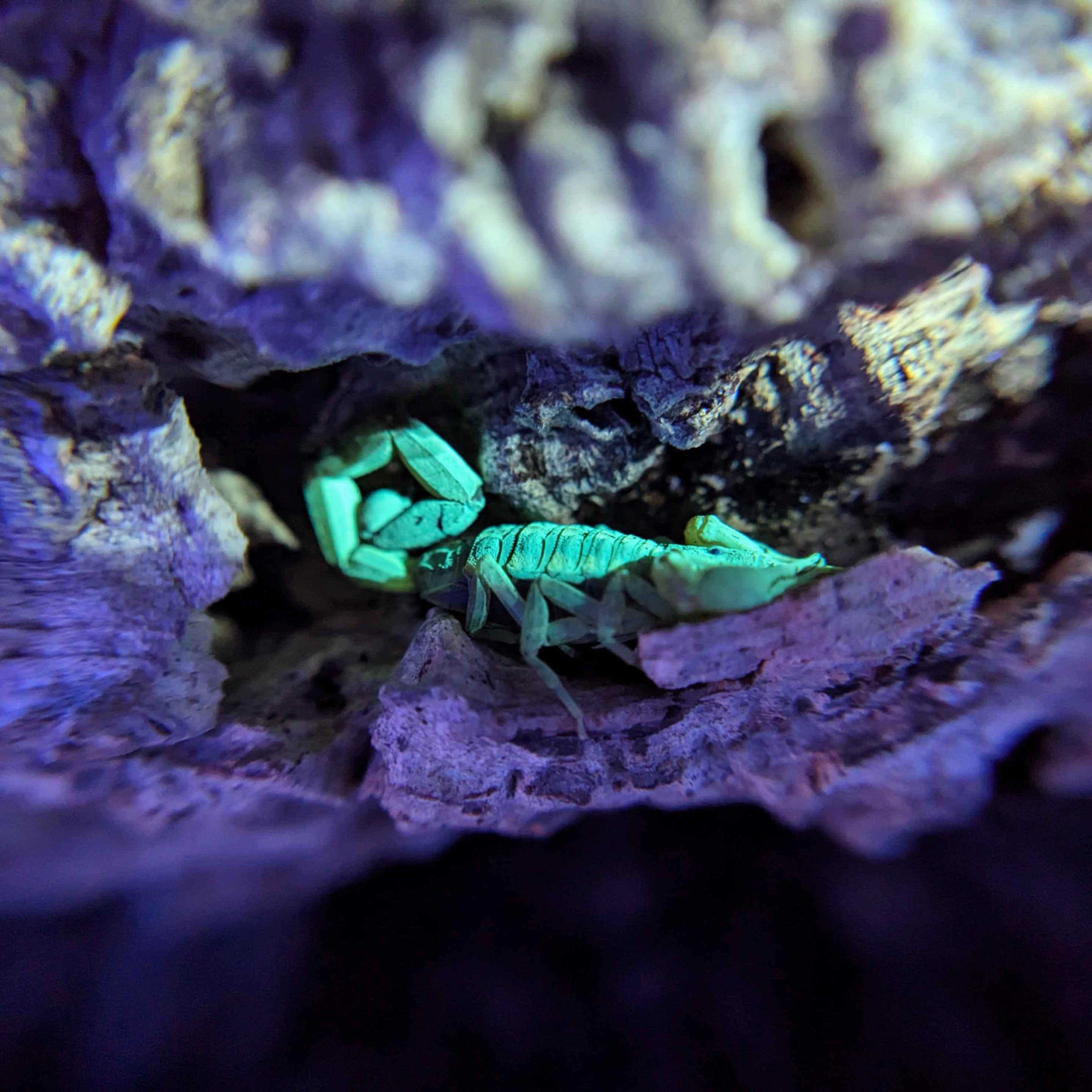 Centruroides guanensis for Sale, Blacklight, Female, Keys Bark Scorpion