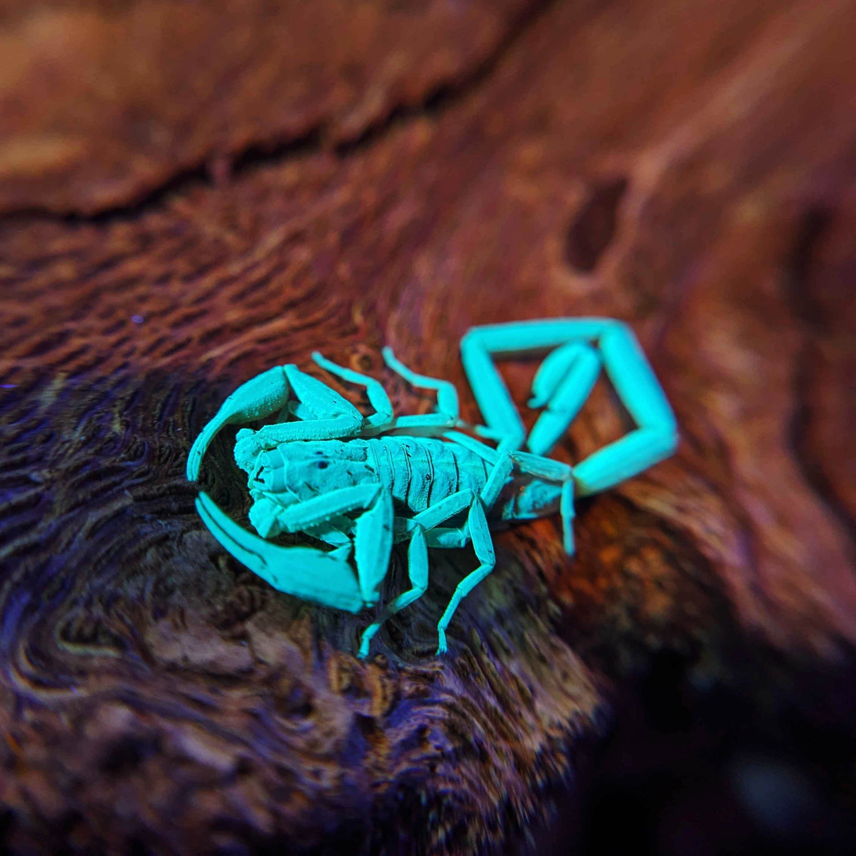 Centruroides guanensis for Sale, Male, Blacklight