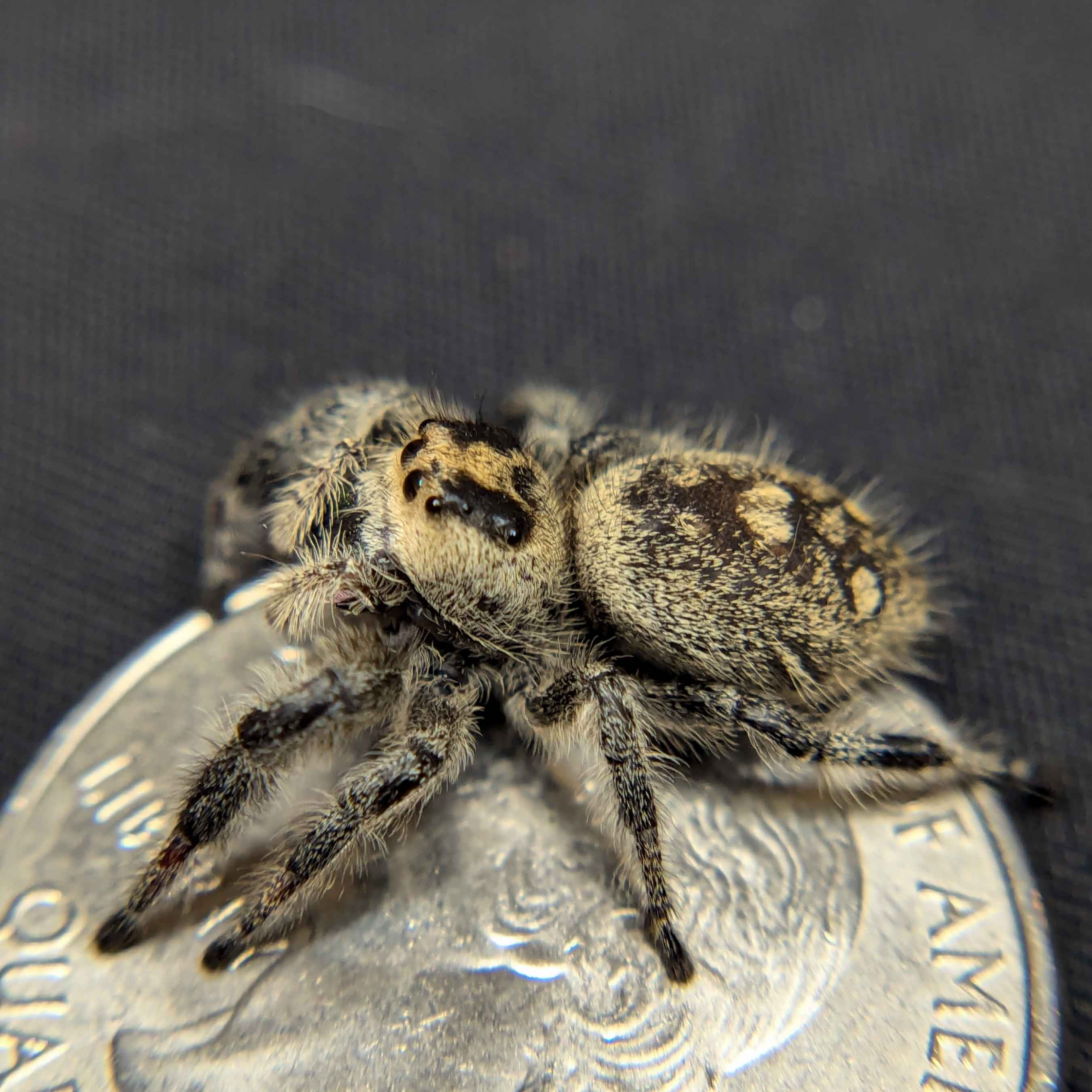 Regal Jumping Spiders For Sale Butter, Back View