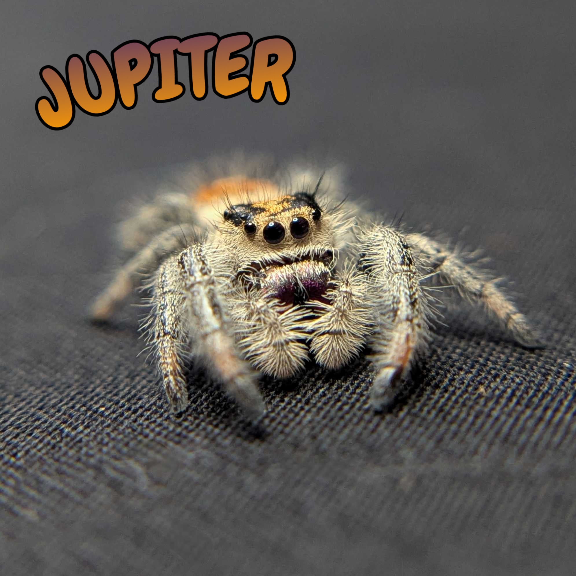 Regal Jumping Spider "Jupiter"
