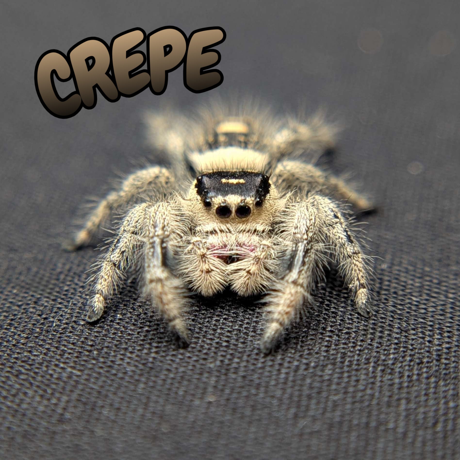 Regal Jumping Spider "Crepe"