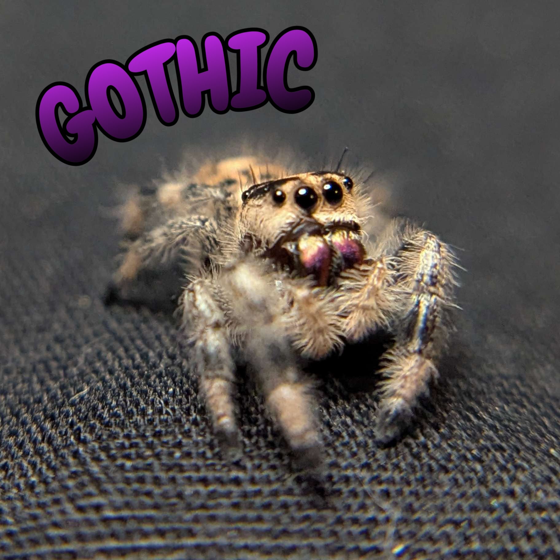 Regal Jumping Spider "Gothic"