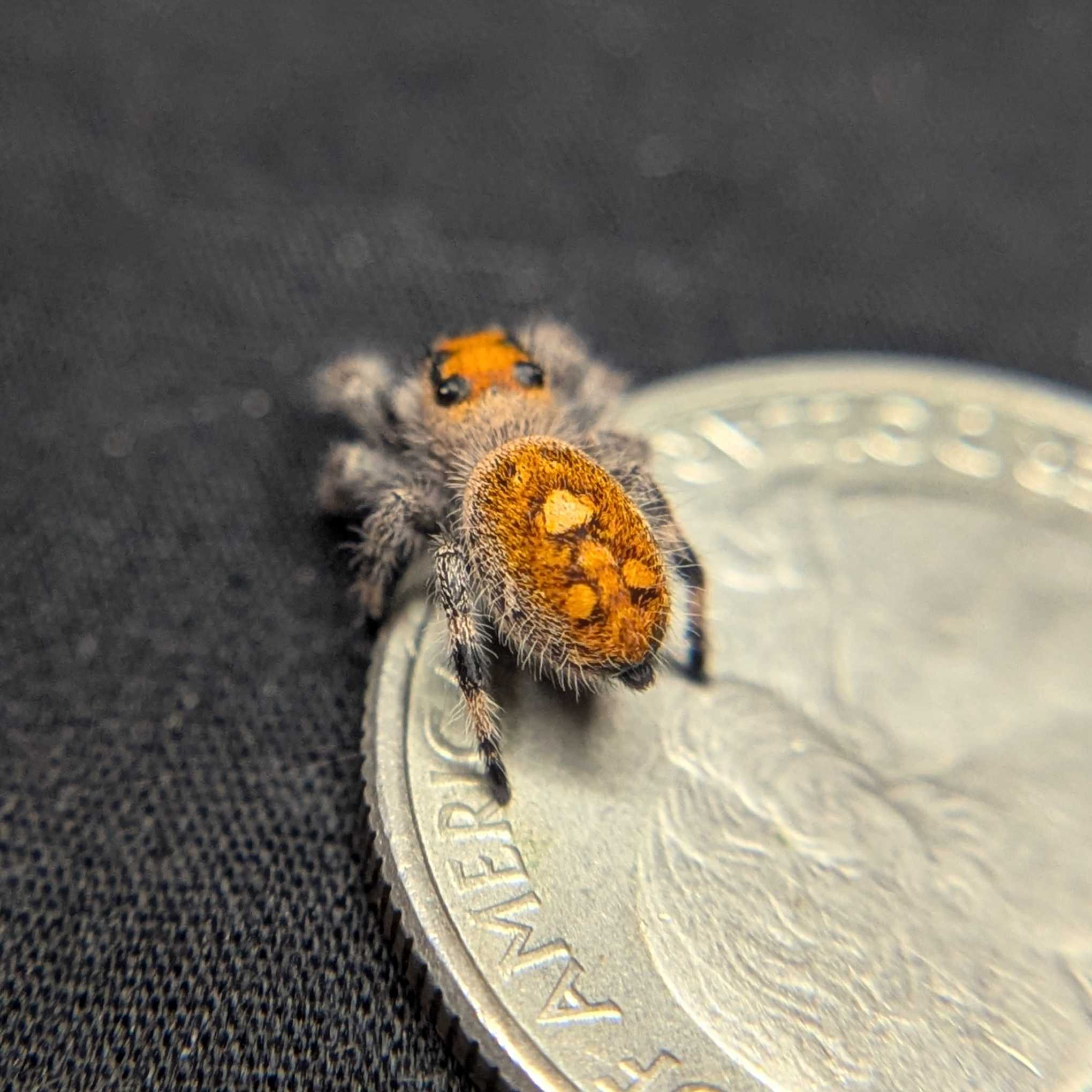 Regal Jumping Spider “Sienna”