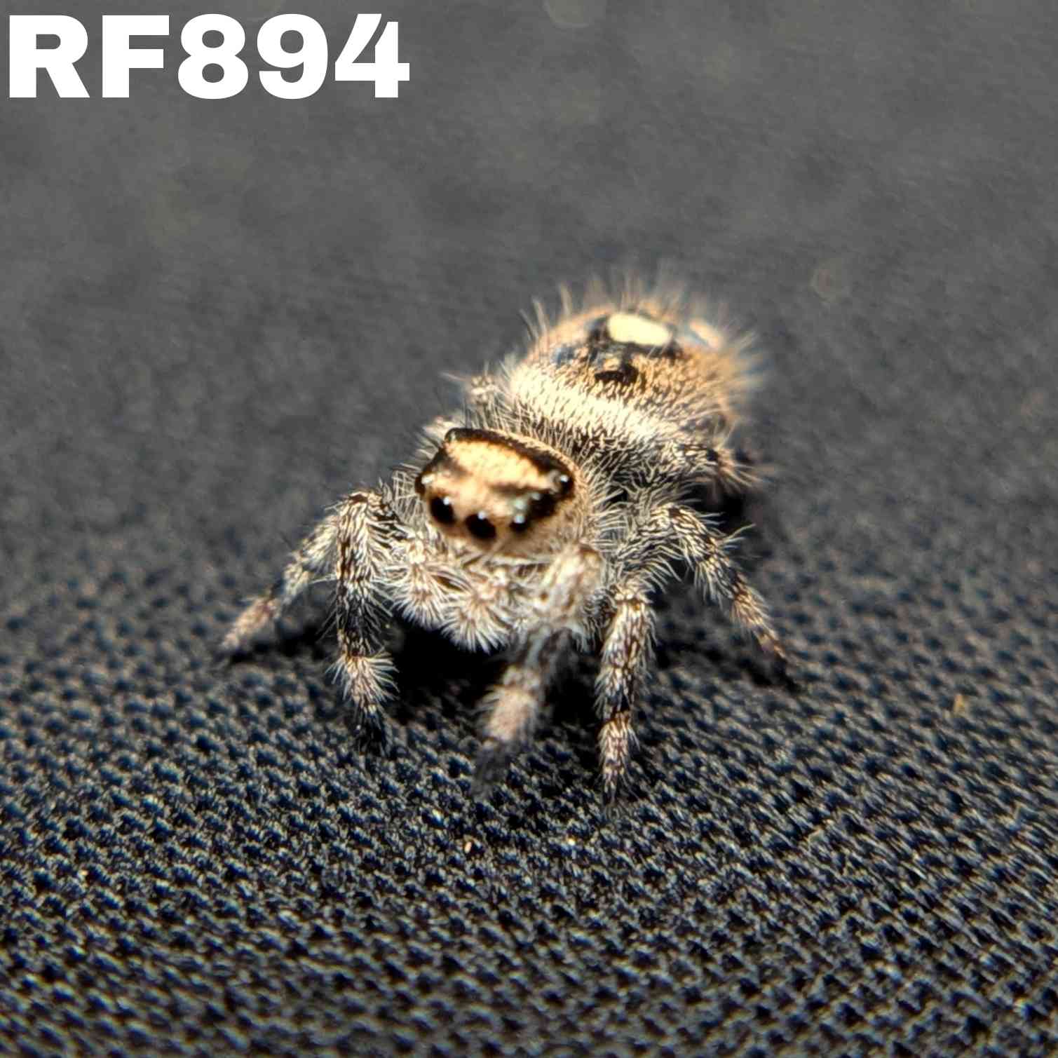 Regal Jumping Spider "Cream"