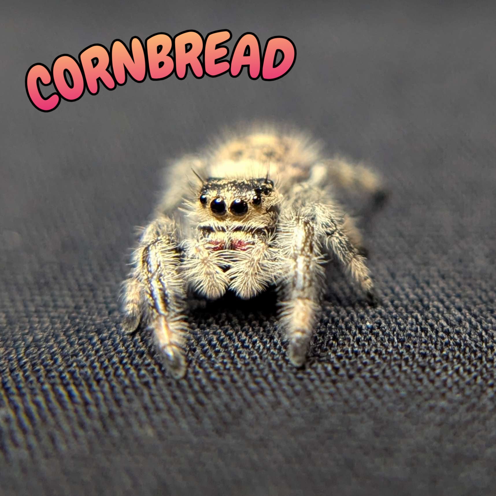 Regal Jumping Spider "Cornbread"