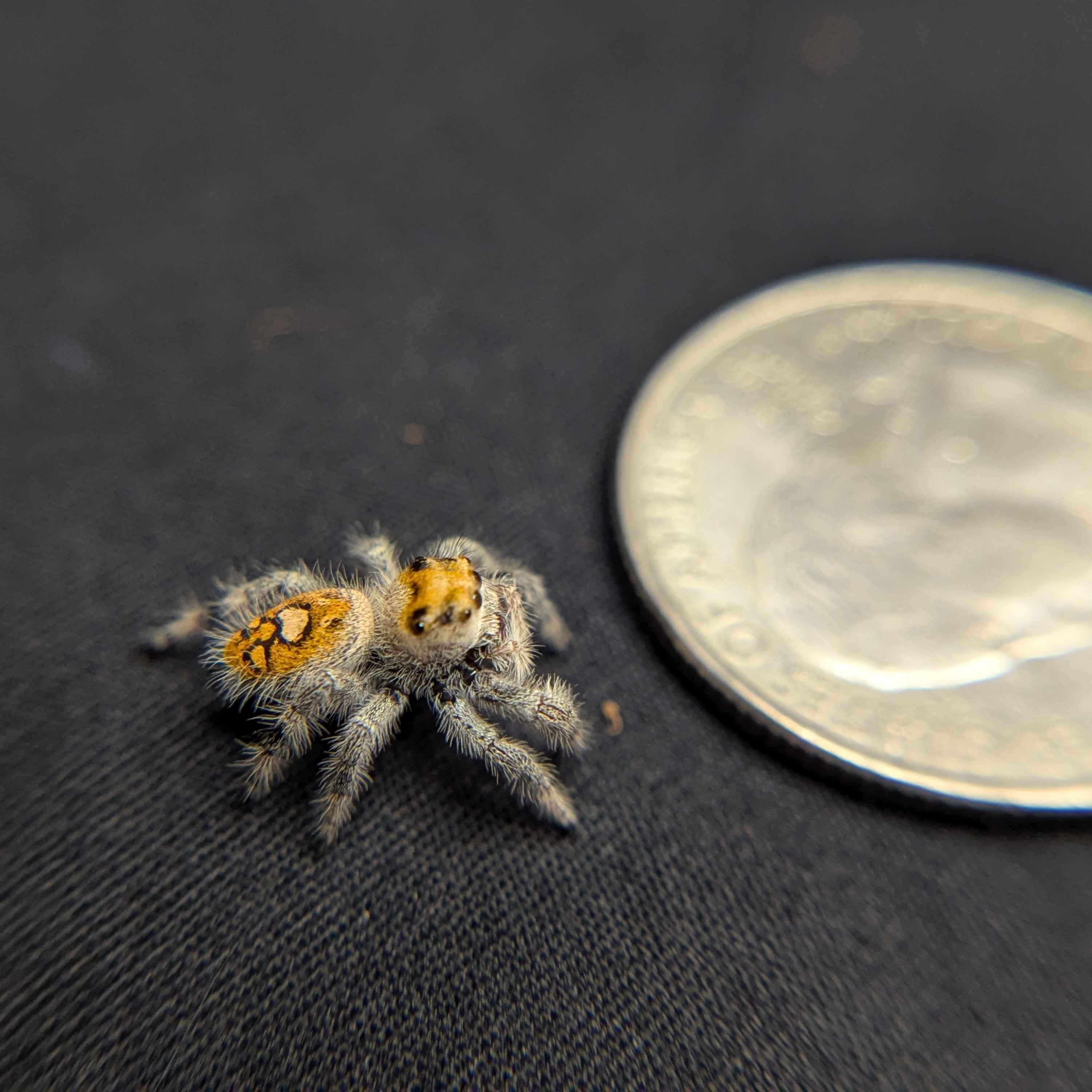 Regal Jumping Spider “Durian”