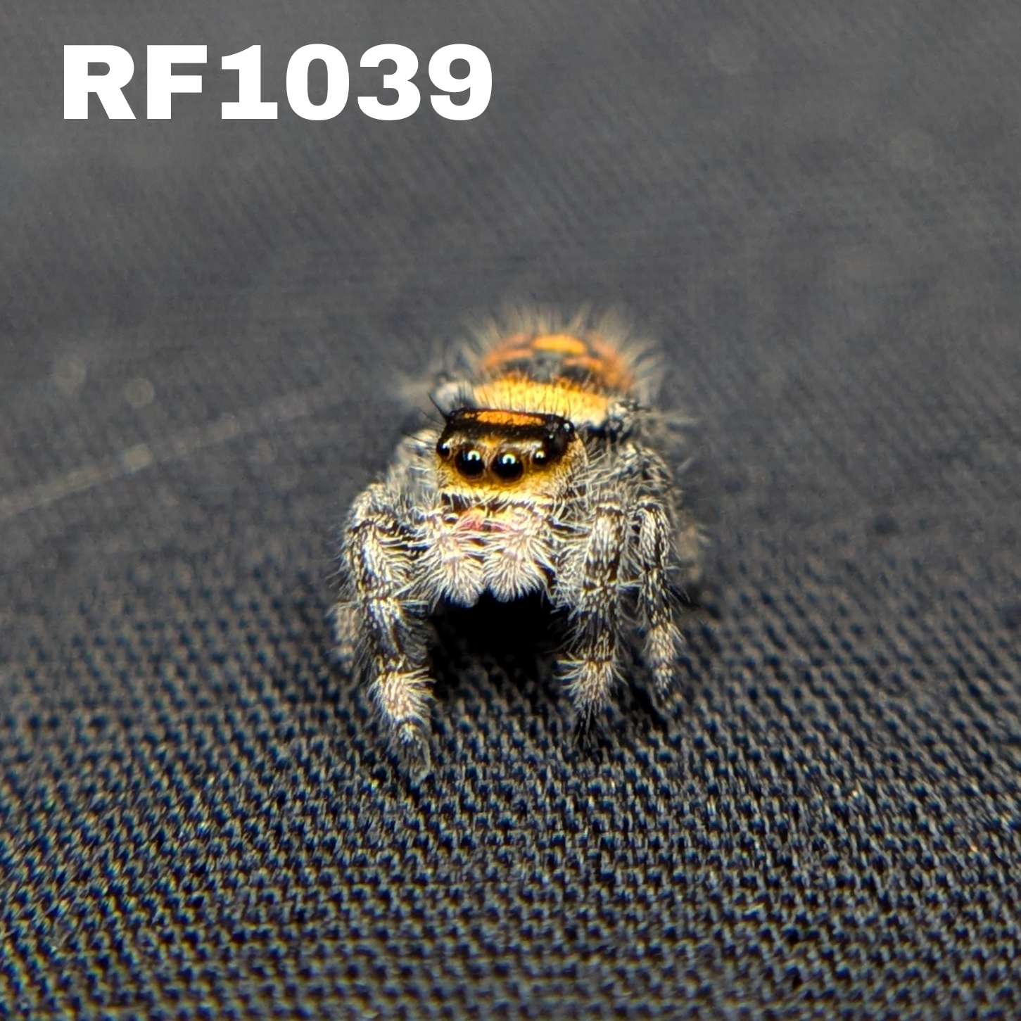 Regal Jumping Spider “Fury”