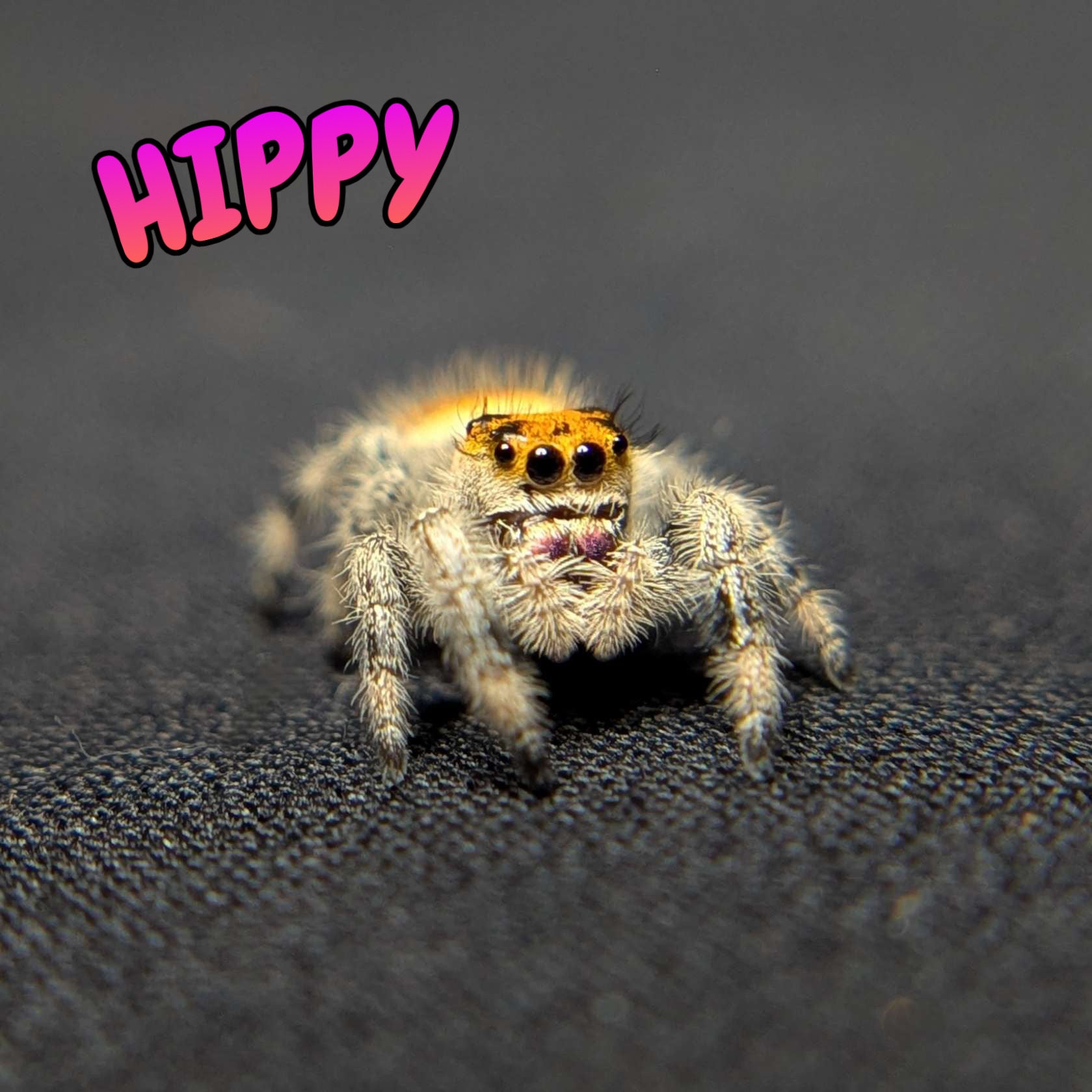 Regal Jumping Spider "Hippy"