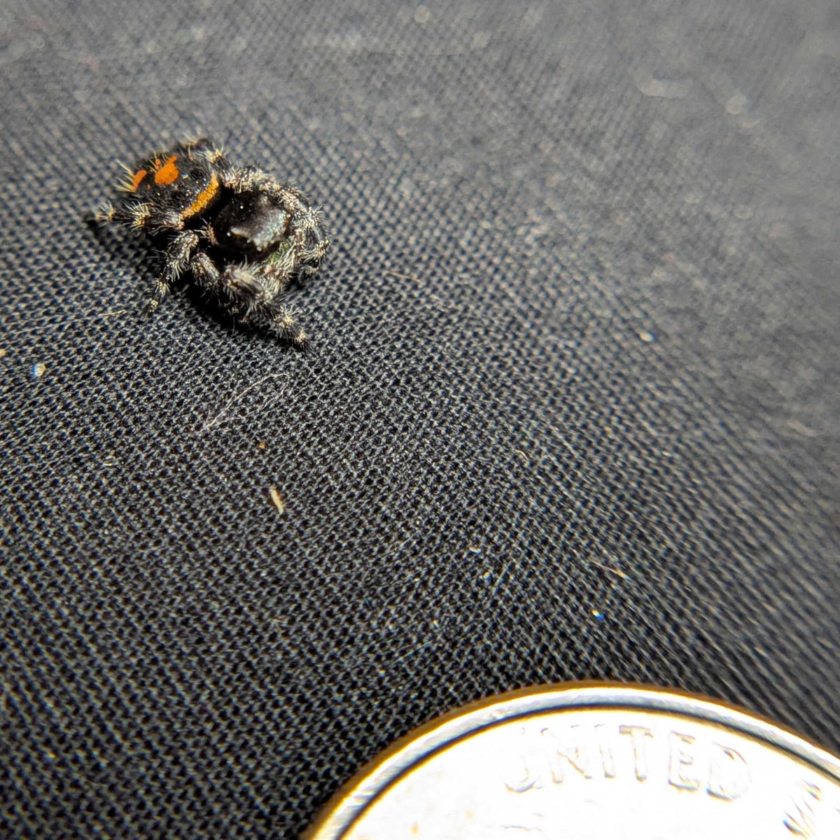 Audax Bryantae Jumping Spider "Java"